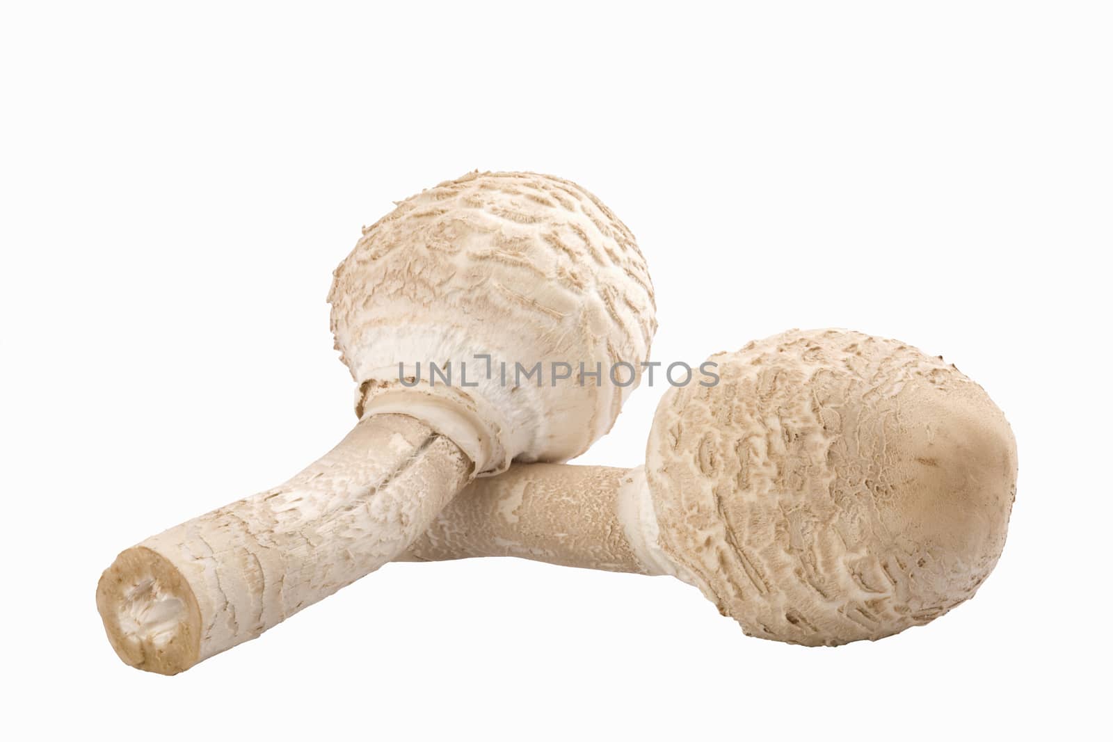 two edible mushrooms(Macrolepiota rhacodes) isolated on white background