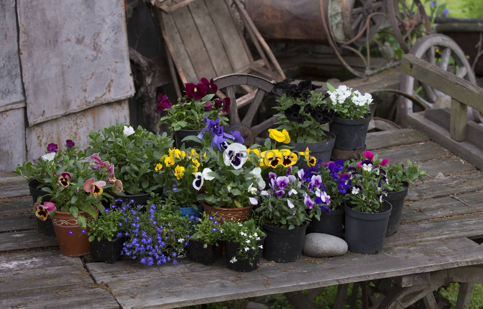 Detail of an old wooden cart with many pots of flowers