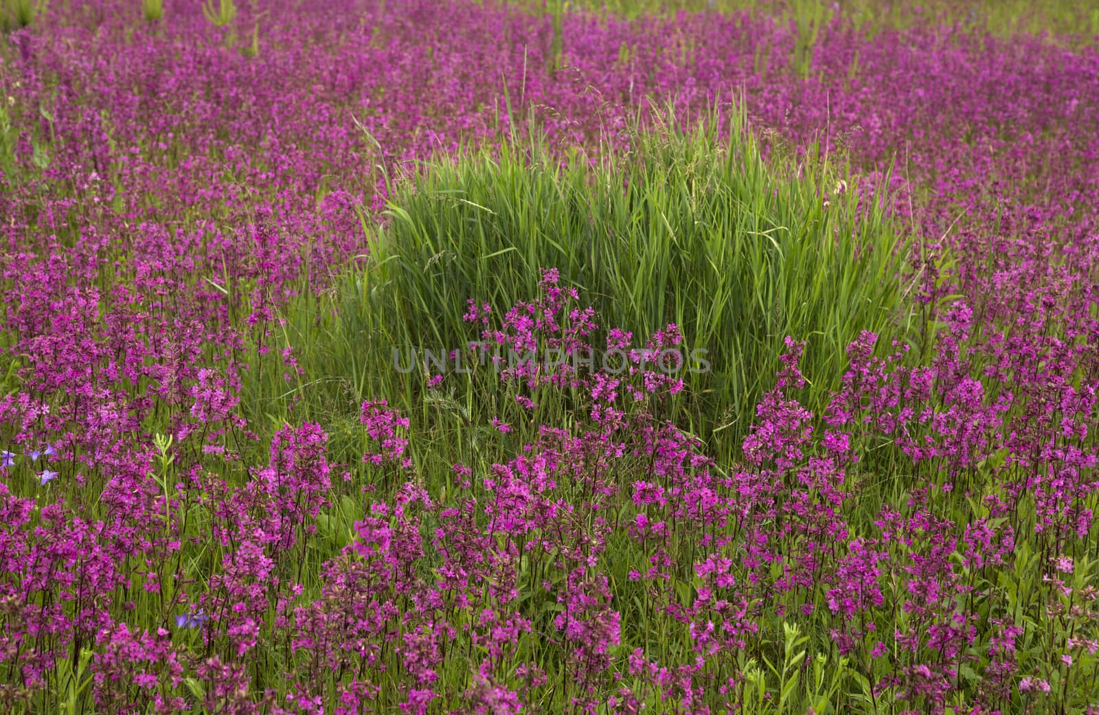 beautiful blooming wildflowers on the meadow in the summertime
