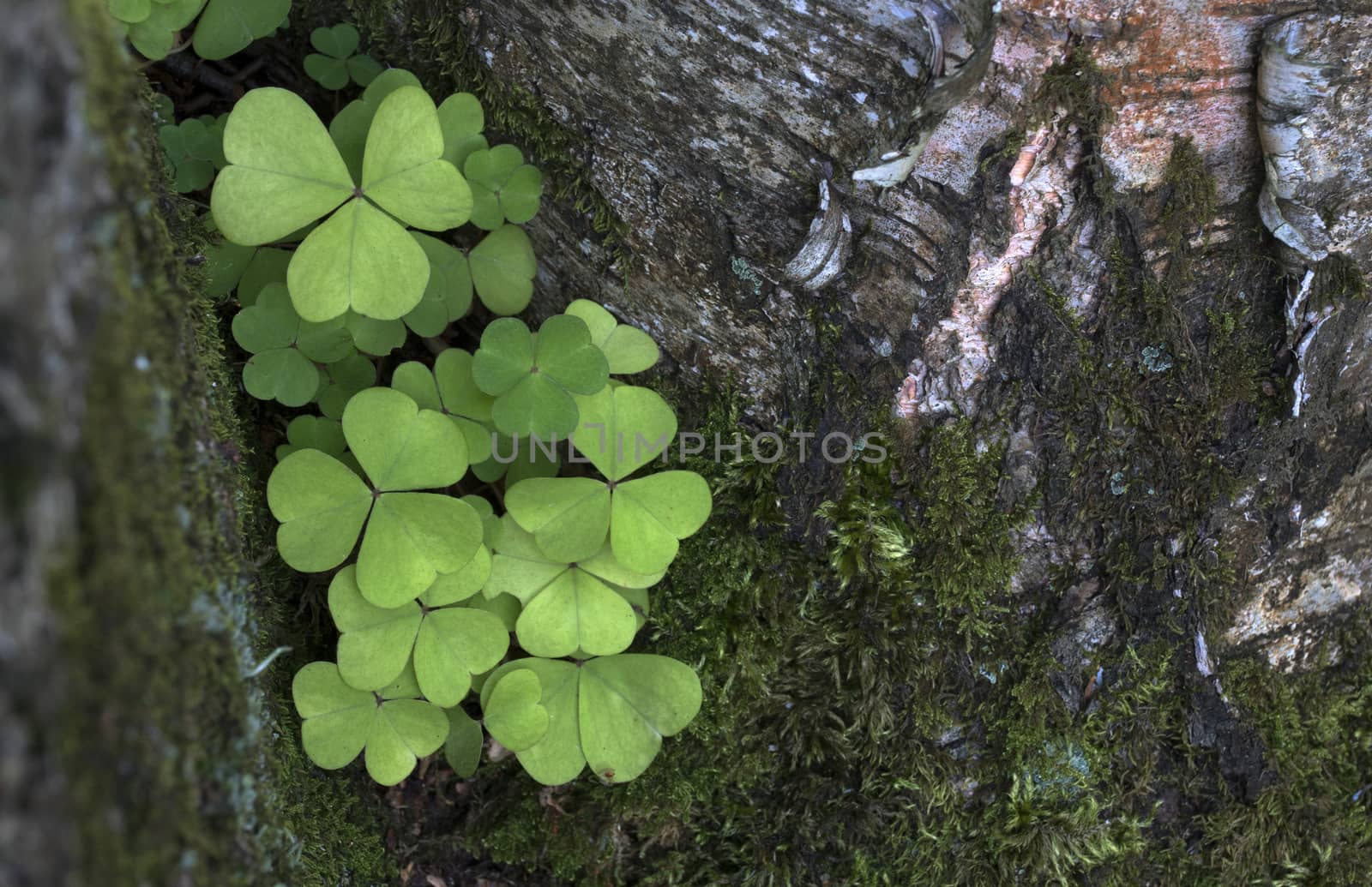 Oxalis acetosella wood sorrel green foliage plant in forest, bunch of green leaves on tree bark.