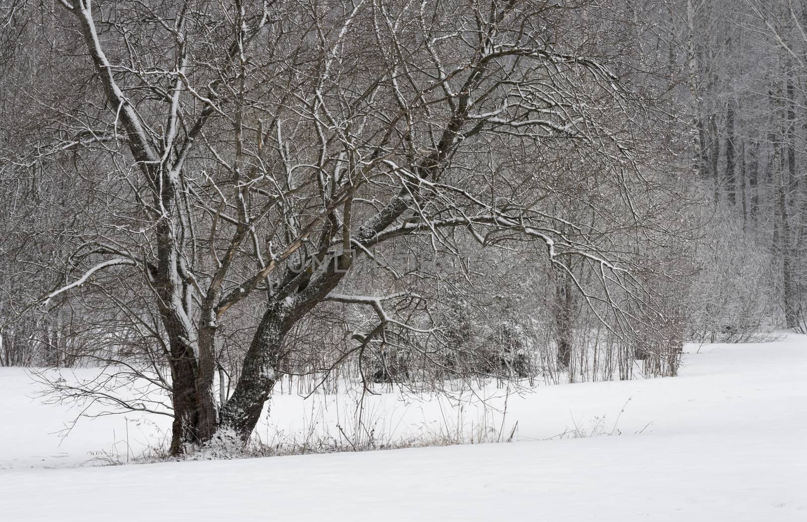 Trees covered with frost and snow in a cold winter day.