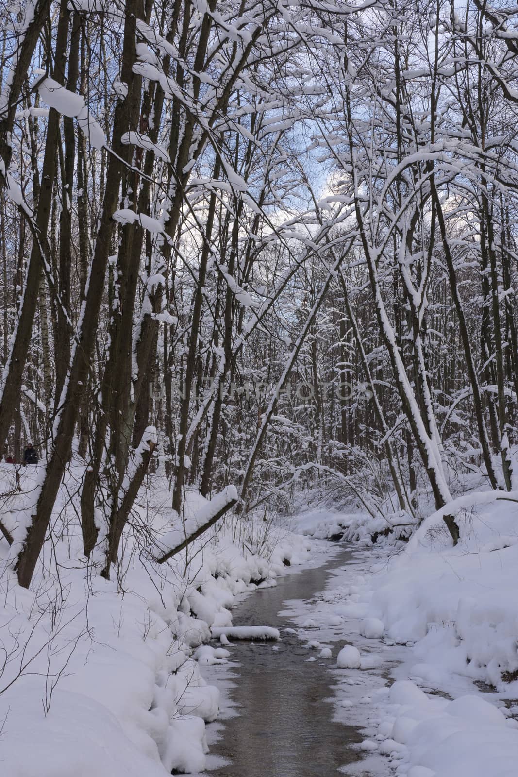 Trees covered with fresh snow in a cold and snowy winter day, and small forest river