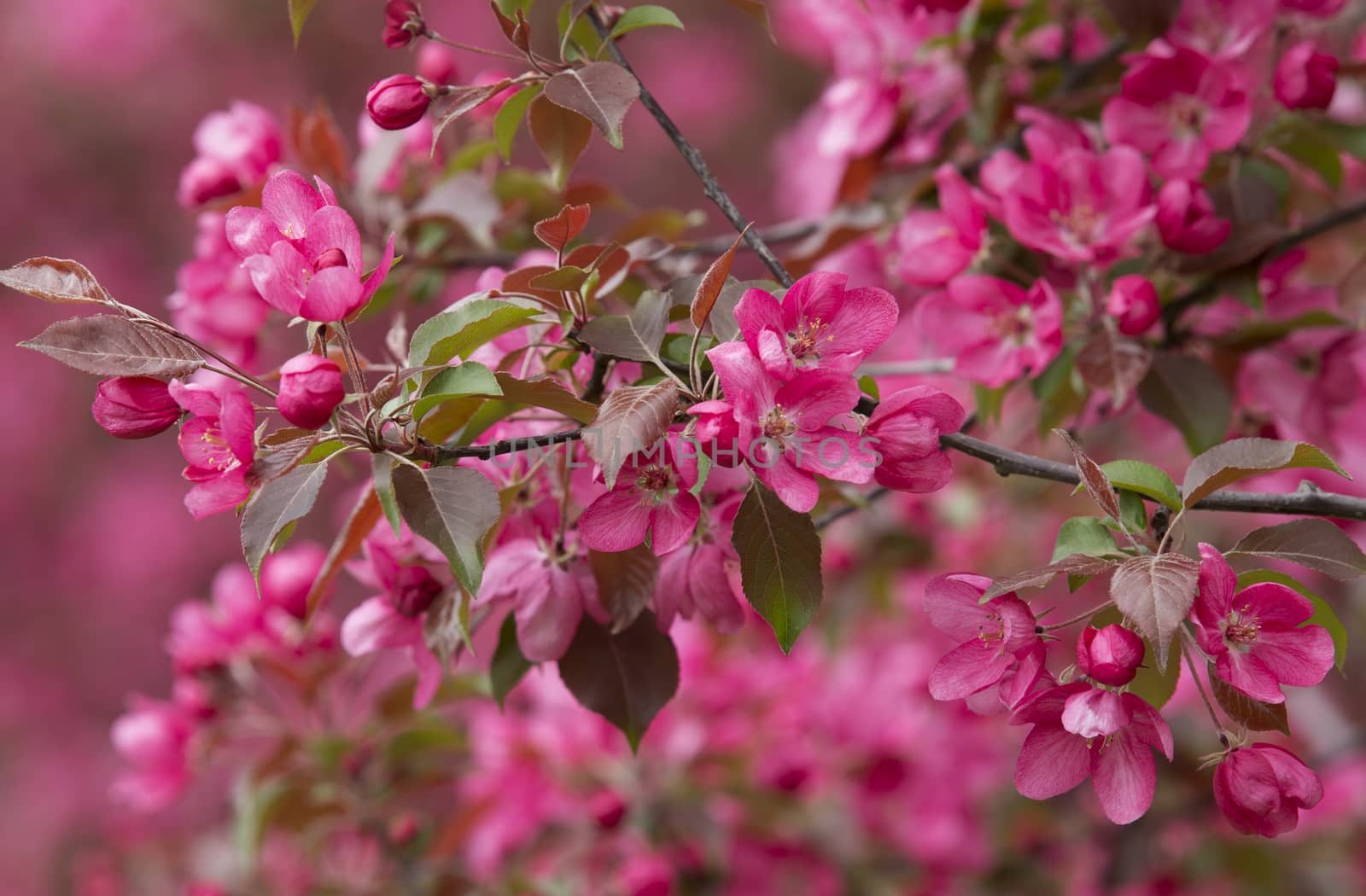 Delicate pink crabapples blossom in spring