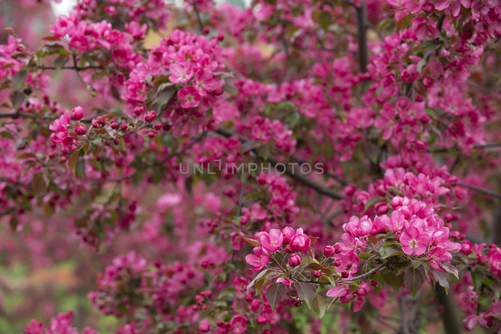 Delicate pink crabapples blossom in spring