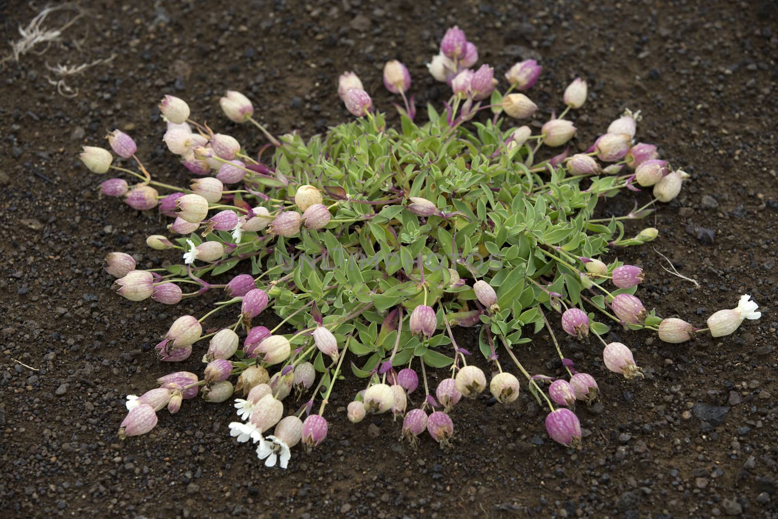 flowers with green leaves growing on volcanic lava