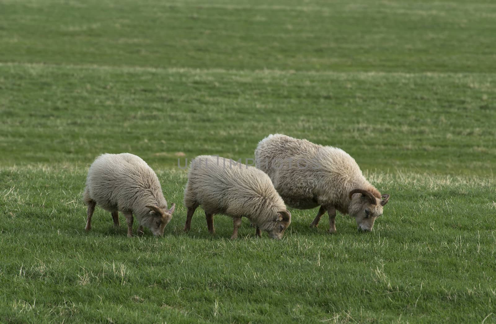 Icelandic sheeps on the meadow in windy weather.