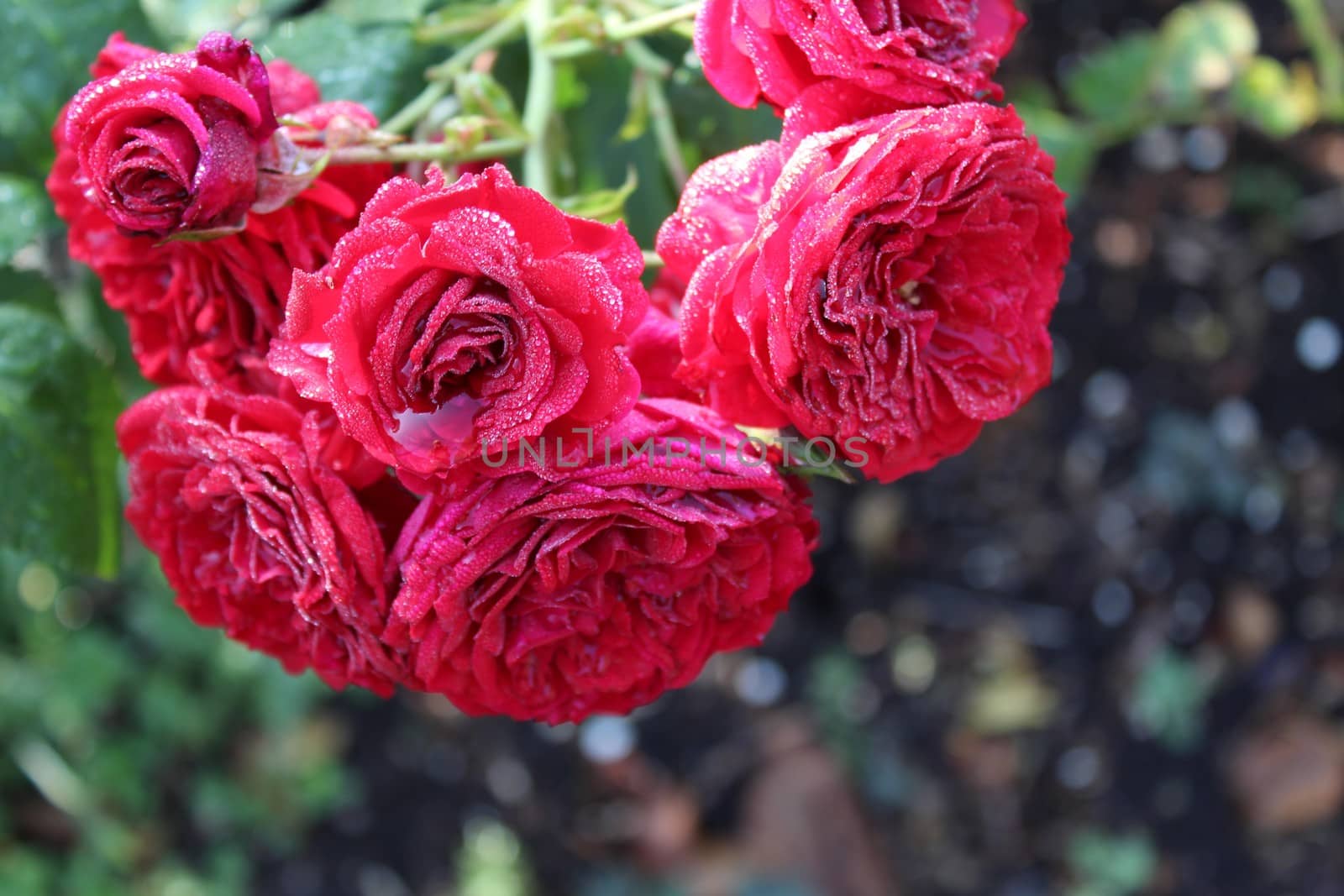 The picture shows red roses after the rain.
