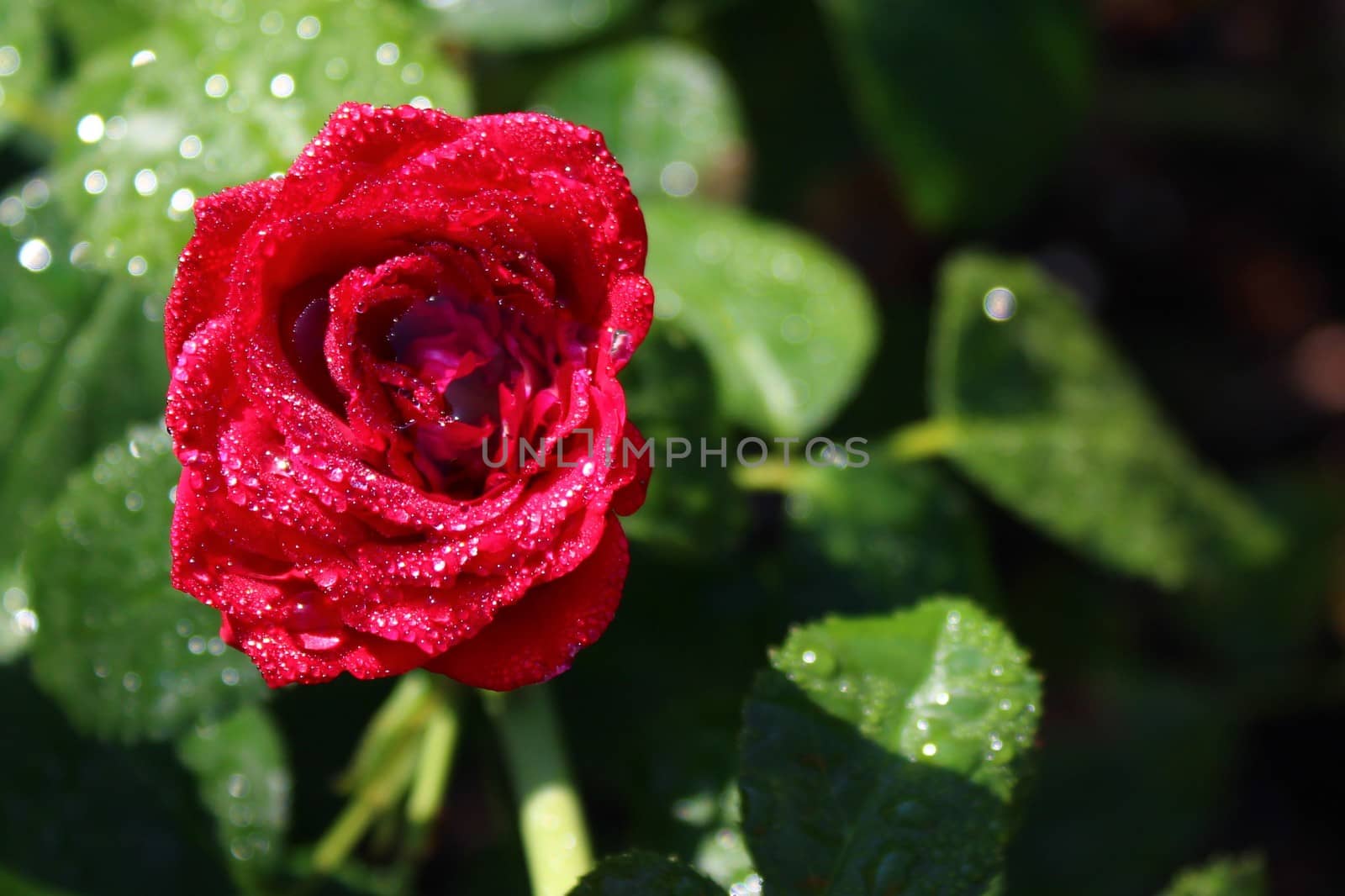 The picture shows red roses after the rain.