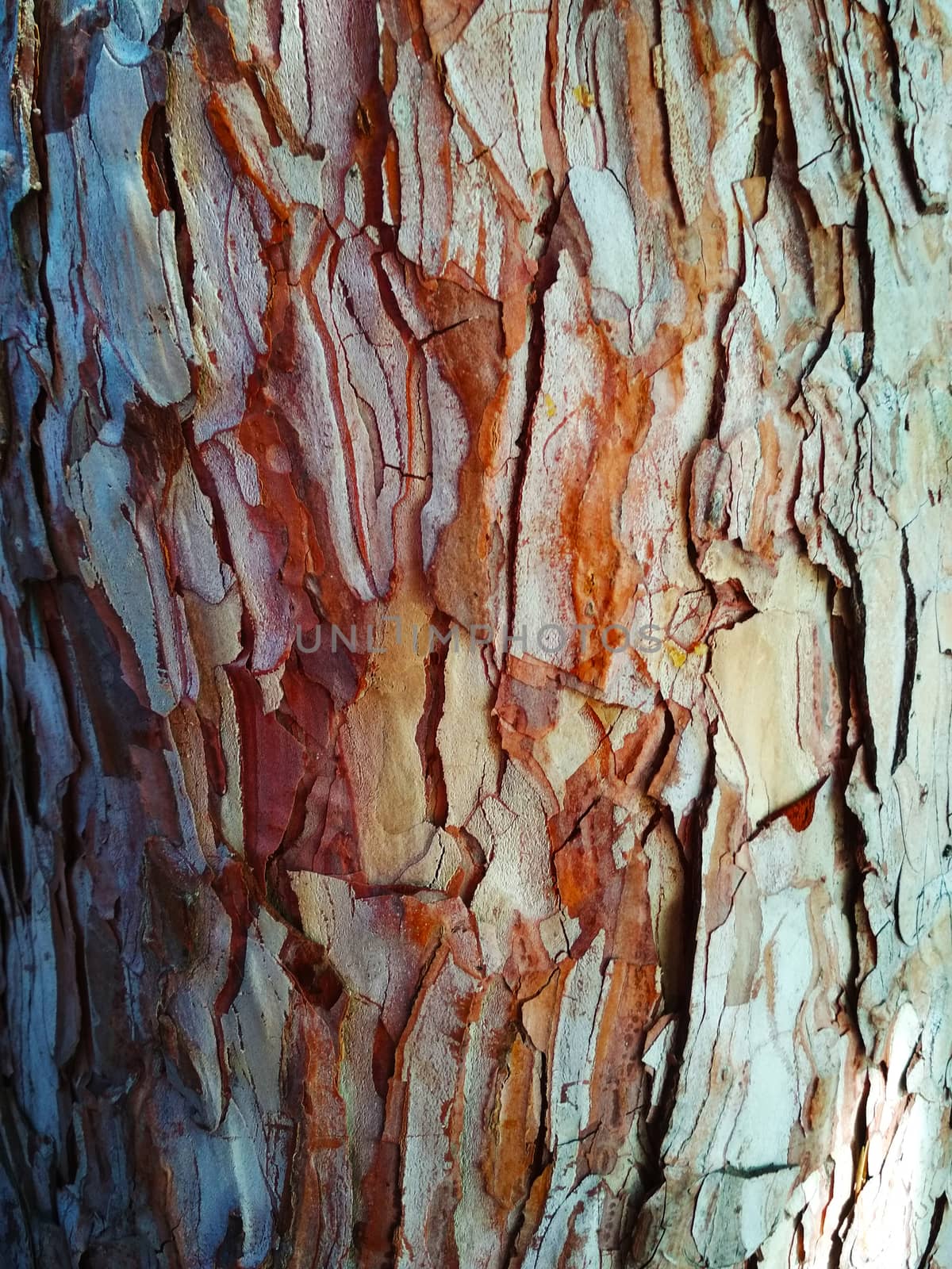 Brown bark of various shades with eroded structure close-up.