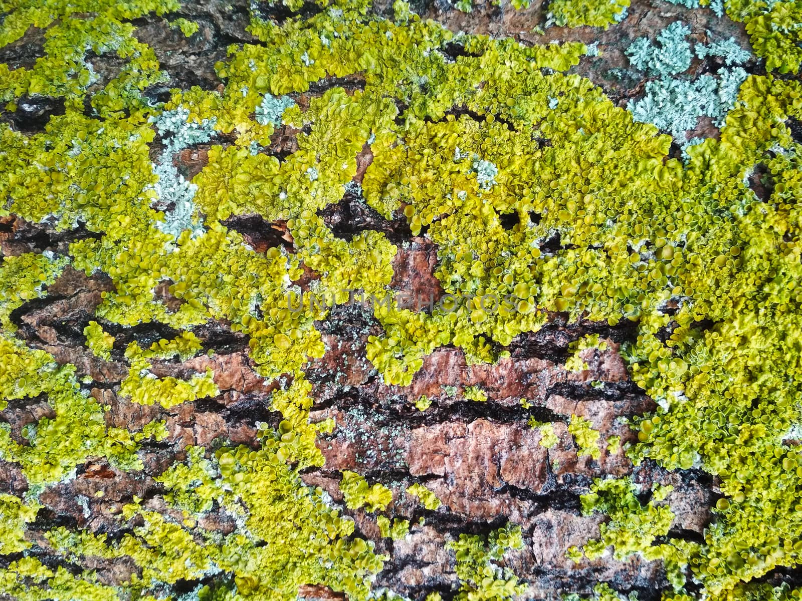 Green lichen on brown tree bark close-up. by Igor2006
