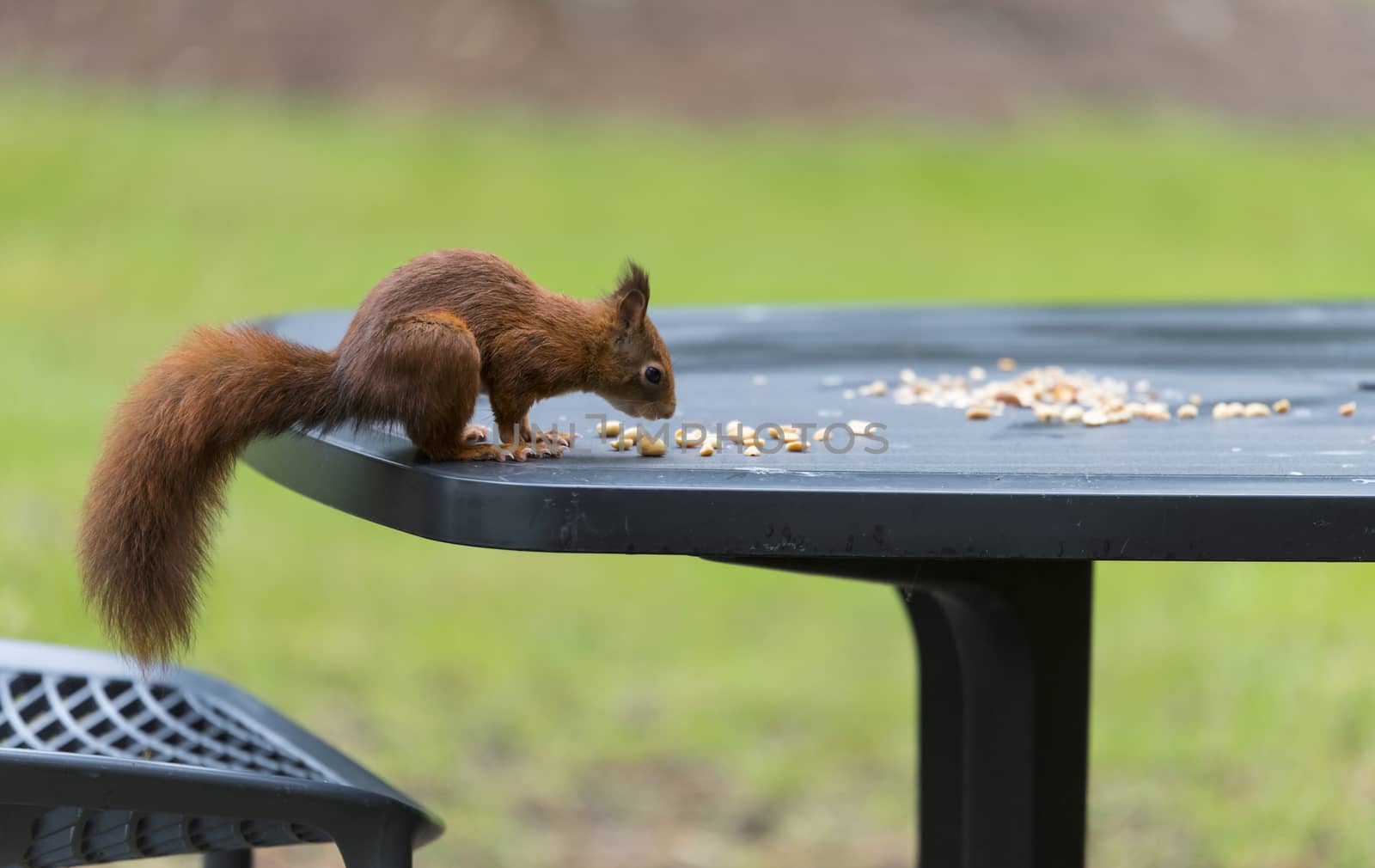 red squirrel looking for seeds and other foods and find peanuts on garden table