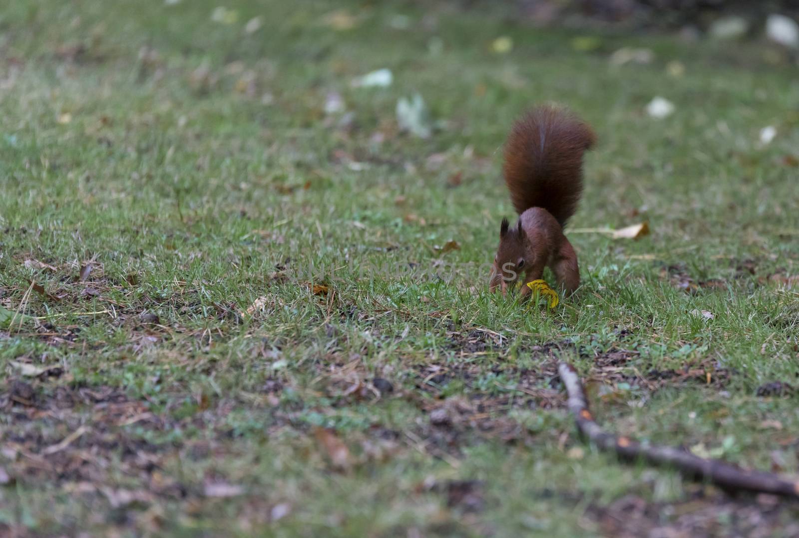 squirrel busy hiding seeds in the ground for winter stock