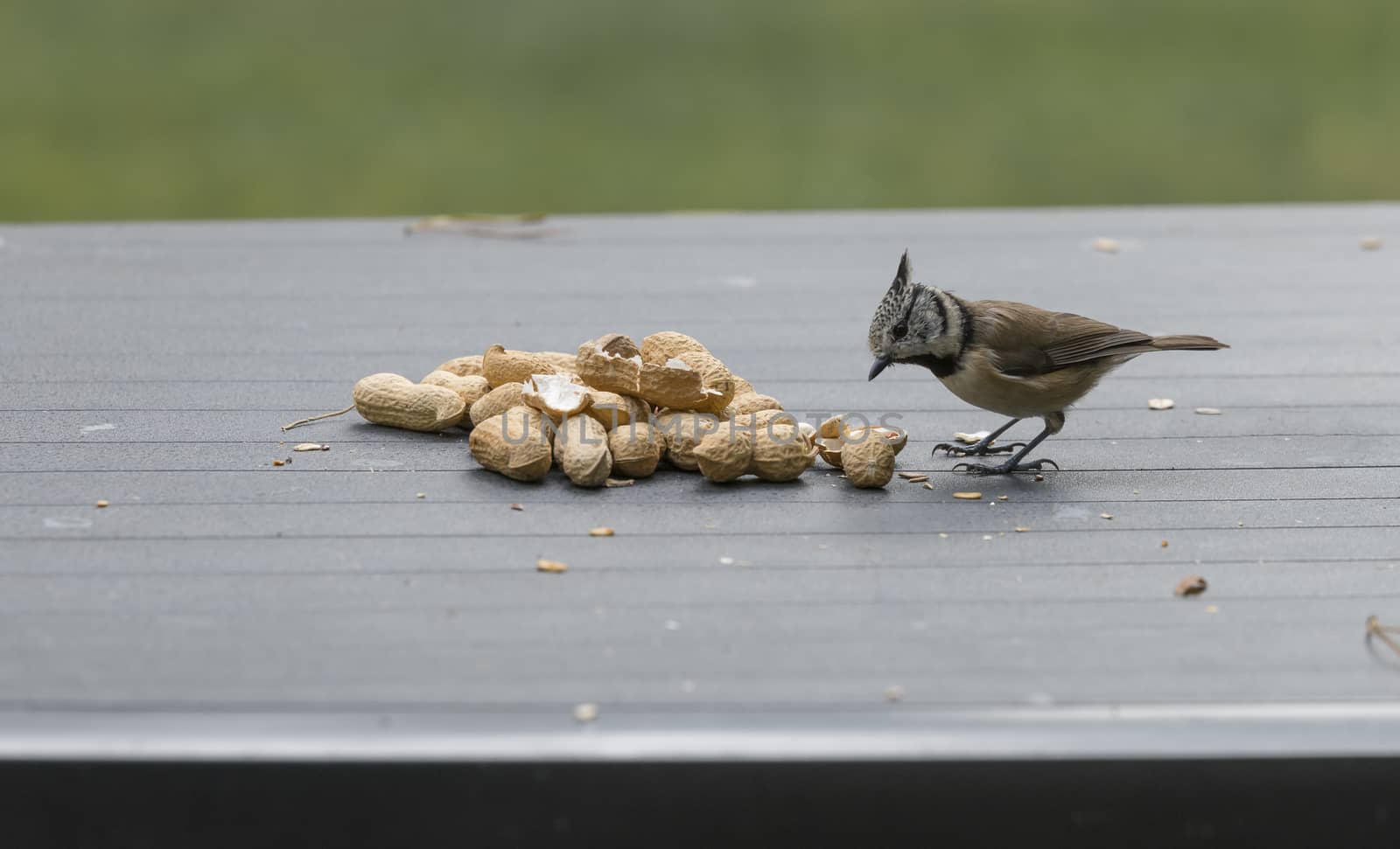 a crested tit seeks seeds for the winter on the garden table
