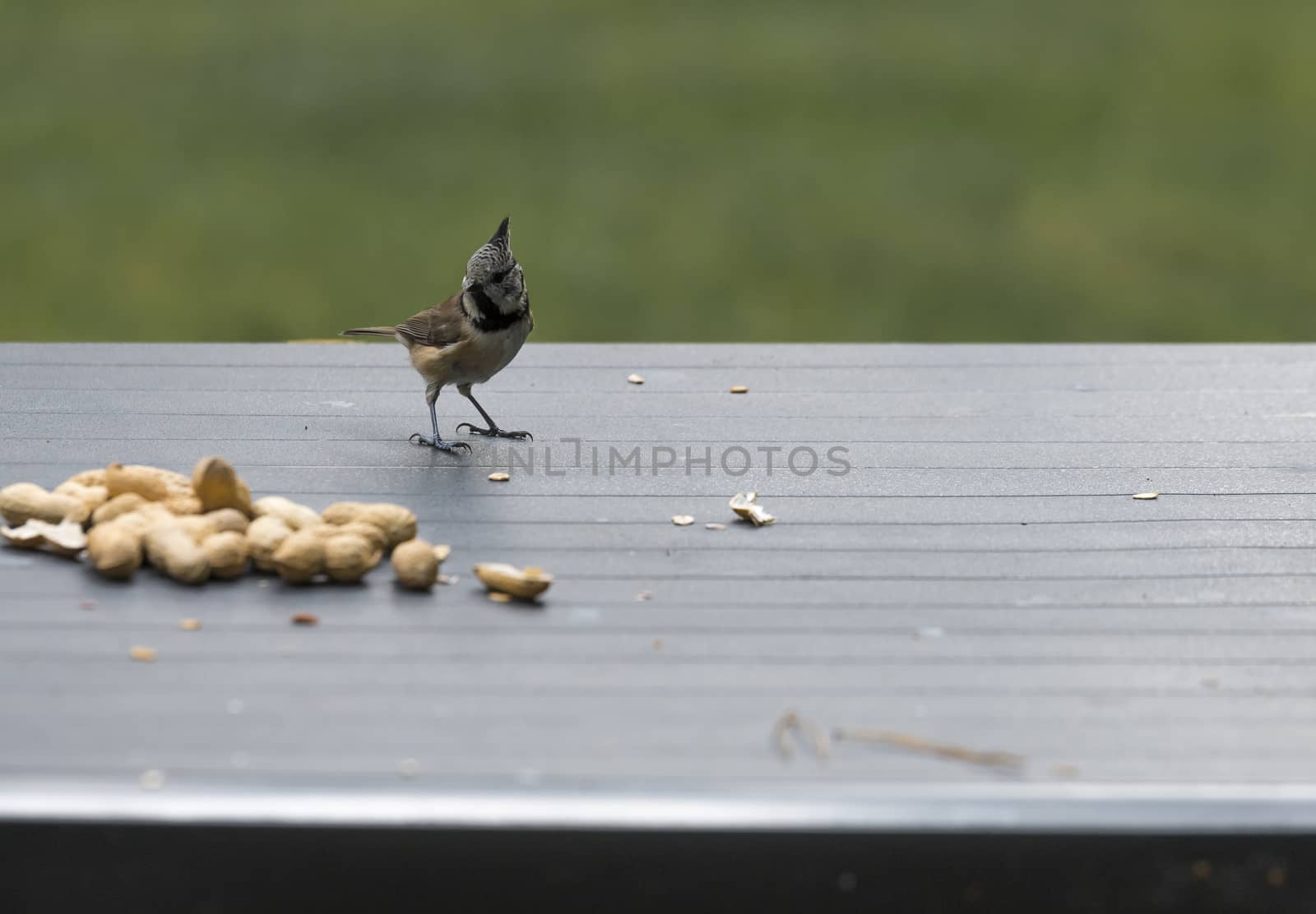 a crested tit seeks seeds for the winter on the garden table