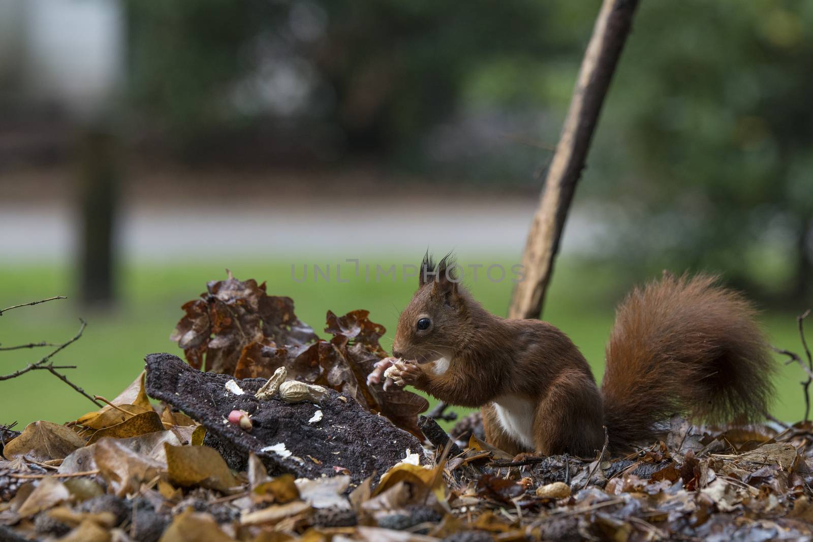 red squirrel looking for seeds and other foods and find peanuts on garden table