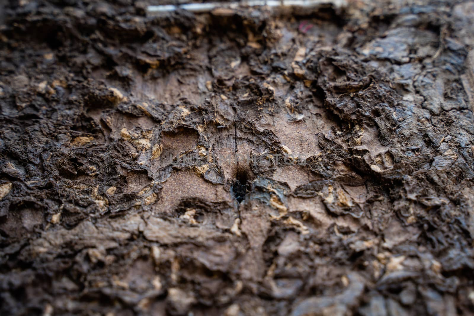 Selected focus Close up on termite infested wood pole by peerapixs