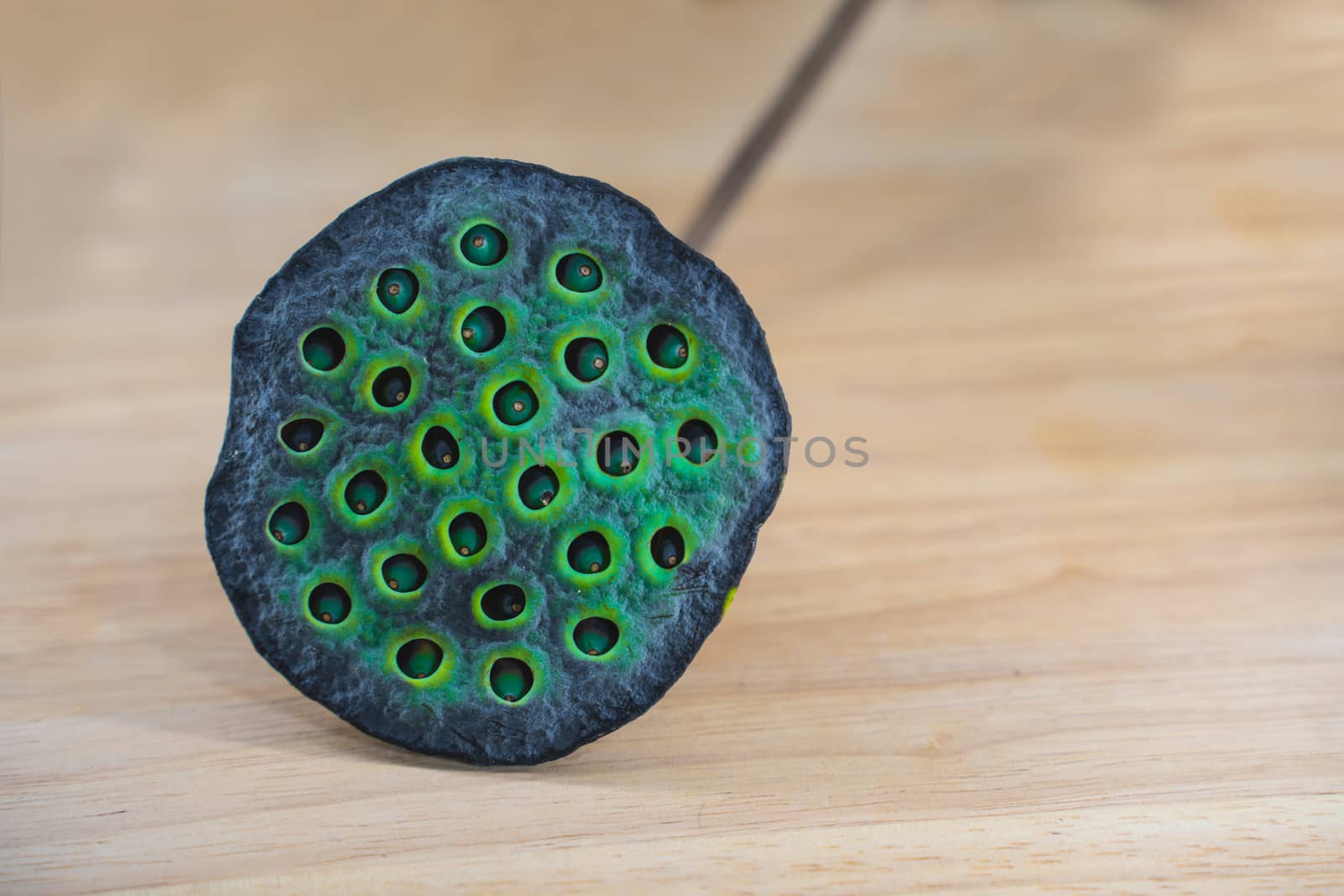 The Lotus seed pods. Green lotus seed pods background
