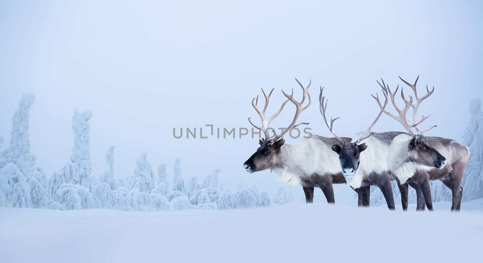 Big male deers in northern winter forest covered with snow and frost Christmas New Year celebration background copy space for text