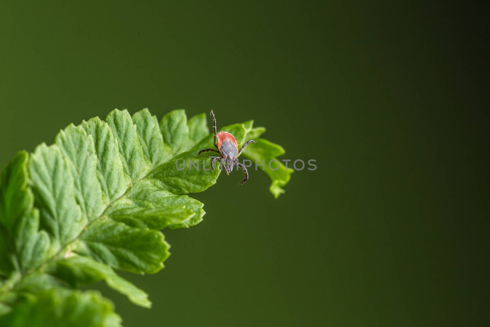 Female of the tick sitting on a leaf. A common European parasite attacking also humans.