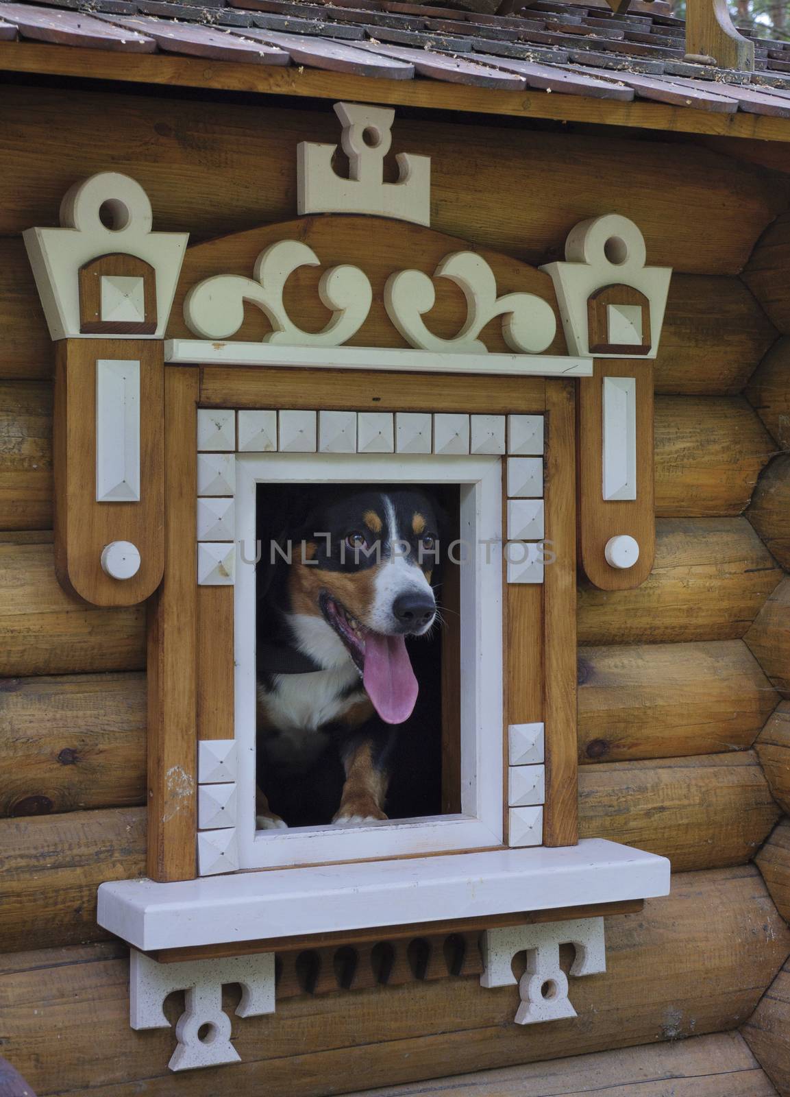 Dog in small wooden house, peeking out of the window.