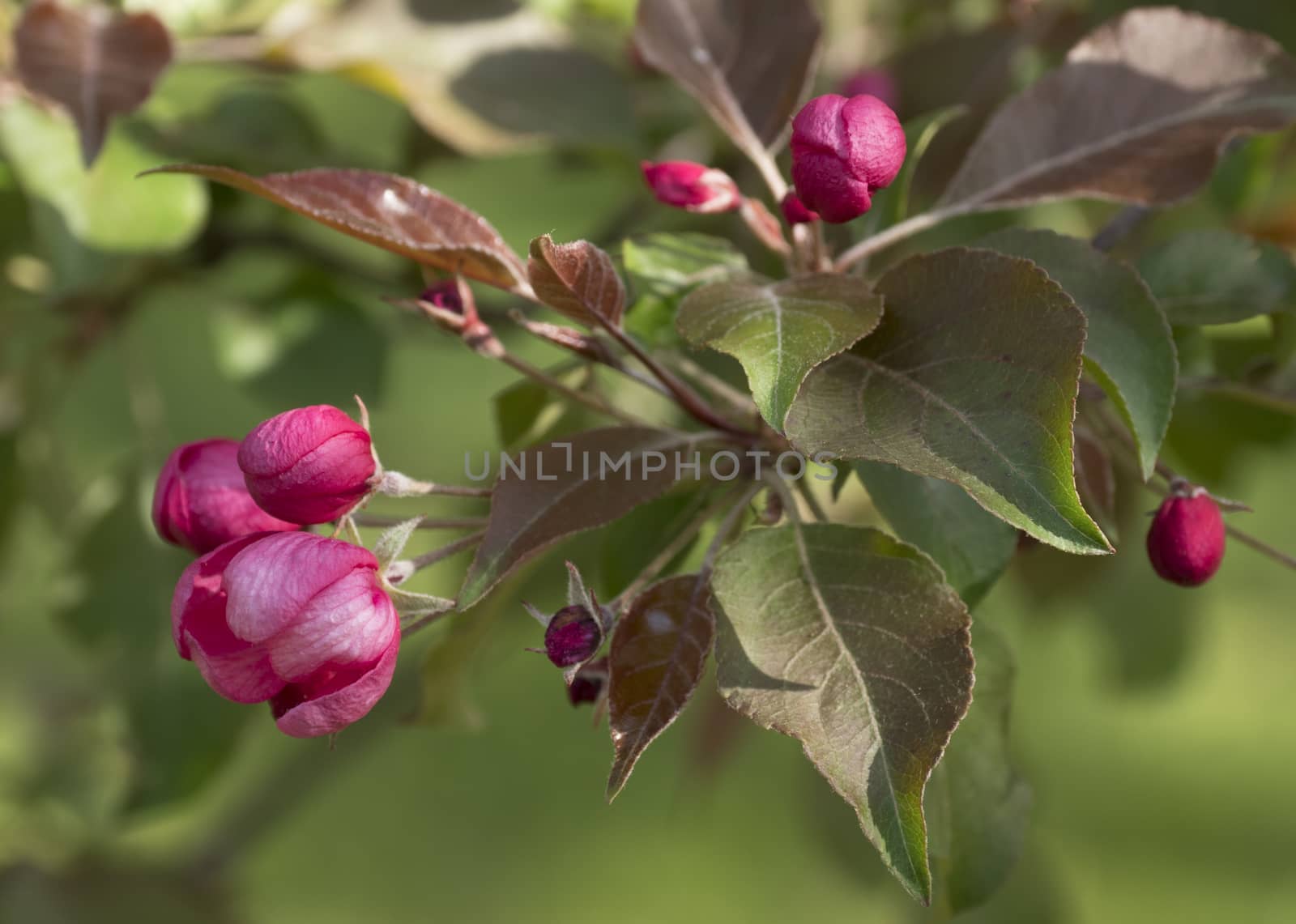 Branch of Blooming Pink Apple Tree with Flowers in Spring Orchard