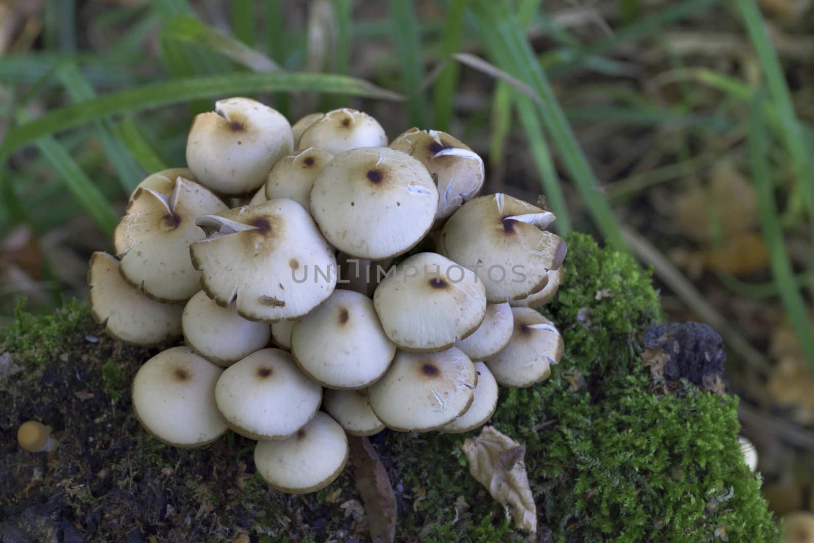 Mushrooms, growing on a tree trunk covered by moss in the autumn forest.