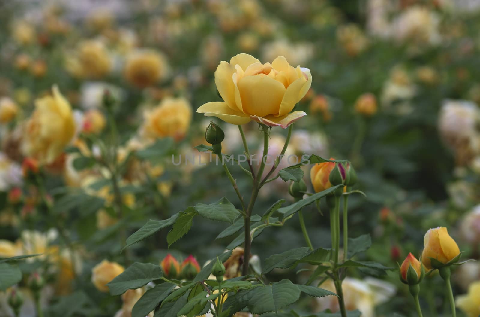 Blooming orange English roses in the garden on a sunny day as background.