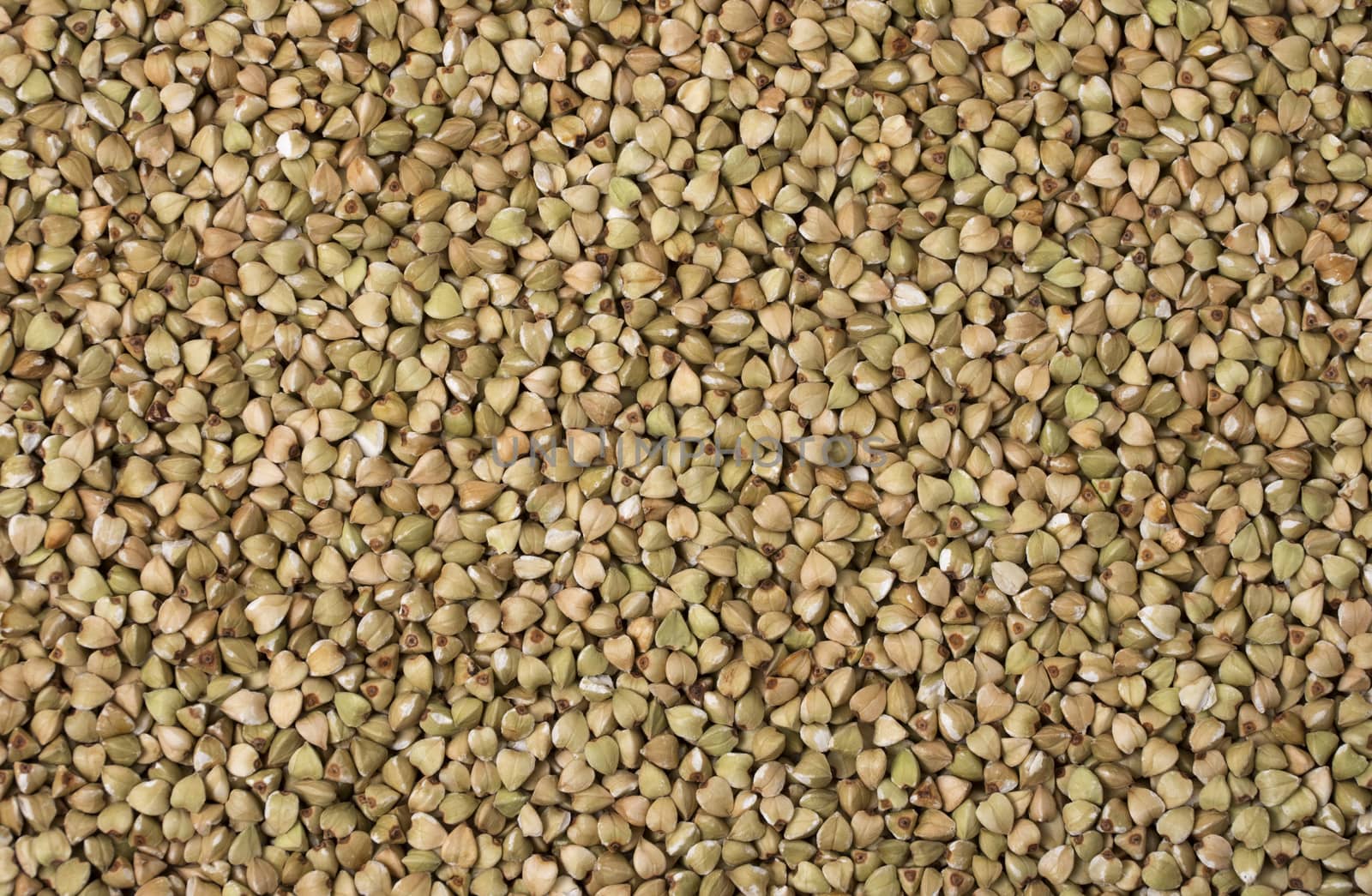 Natural fresh green buckwheat as background. Top view.