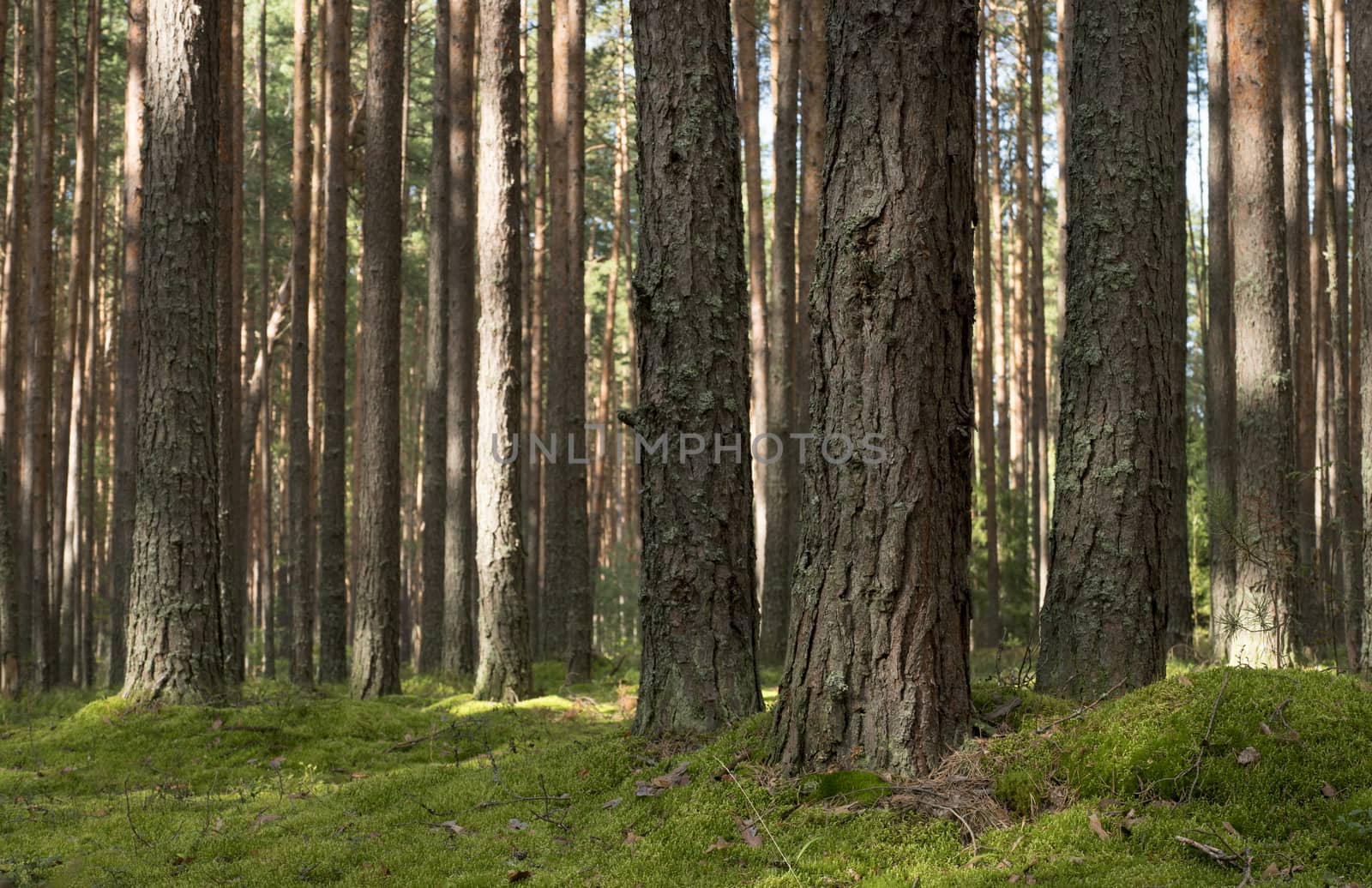 Pine forest in the sunny summer day. Ground covered with moss.