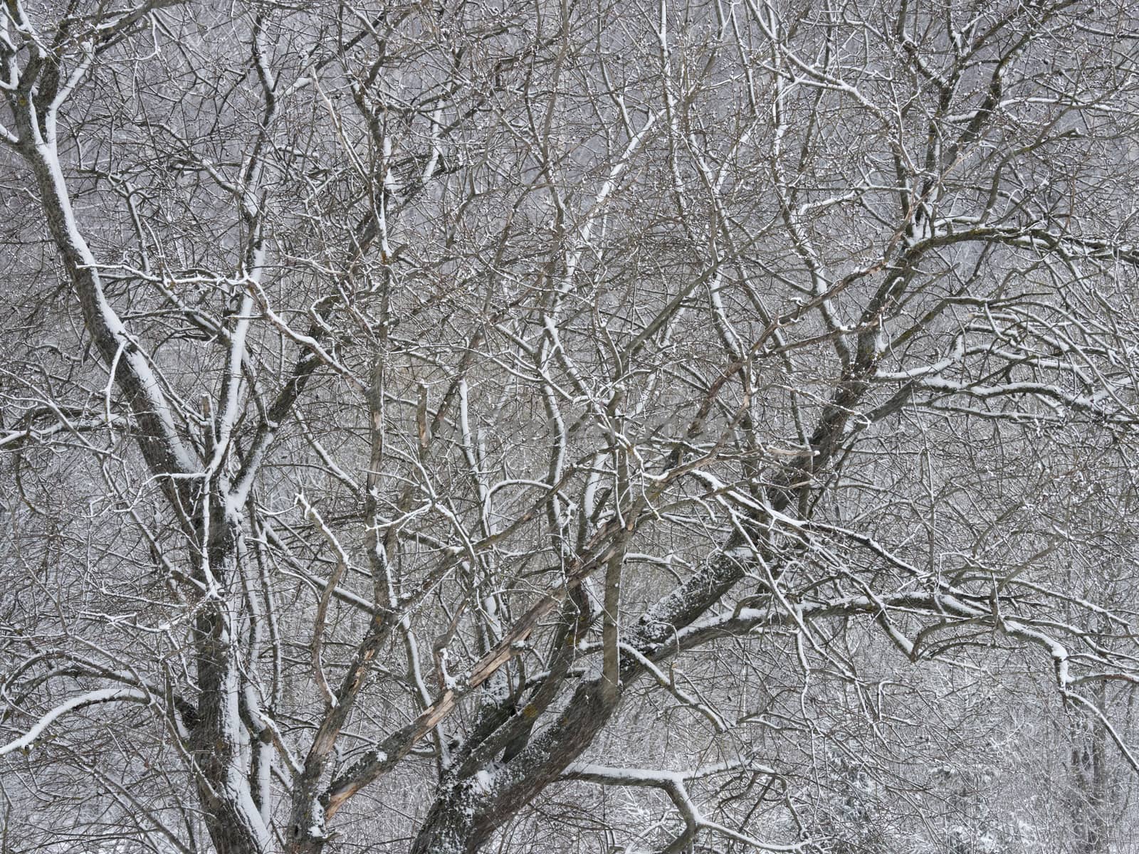 Trees covered with frost and snow in a cold winter day.