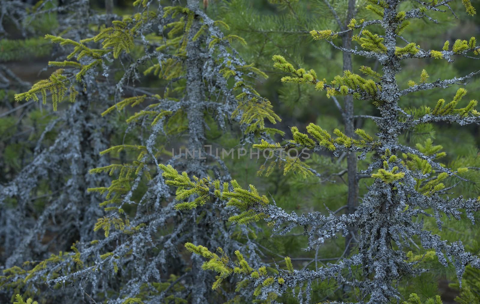 Gray lichen on the green spruce branches