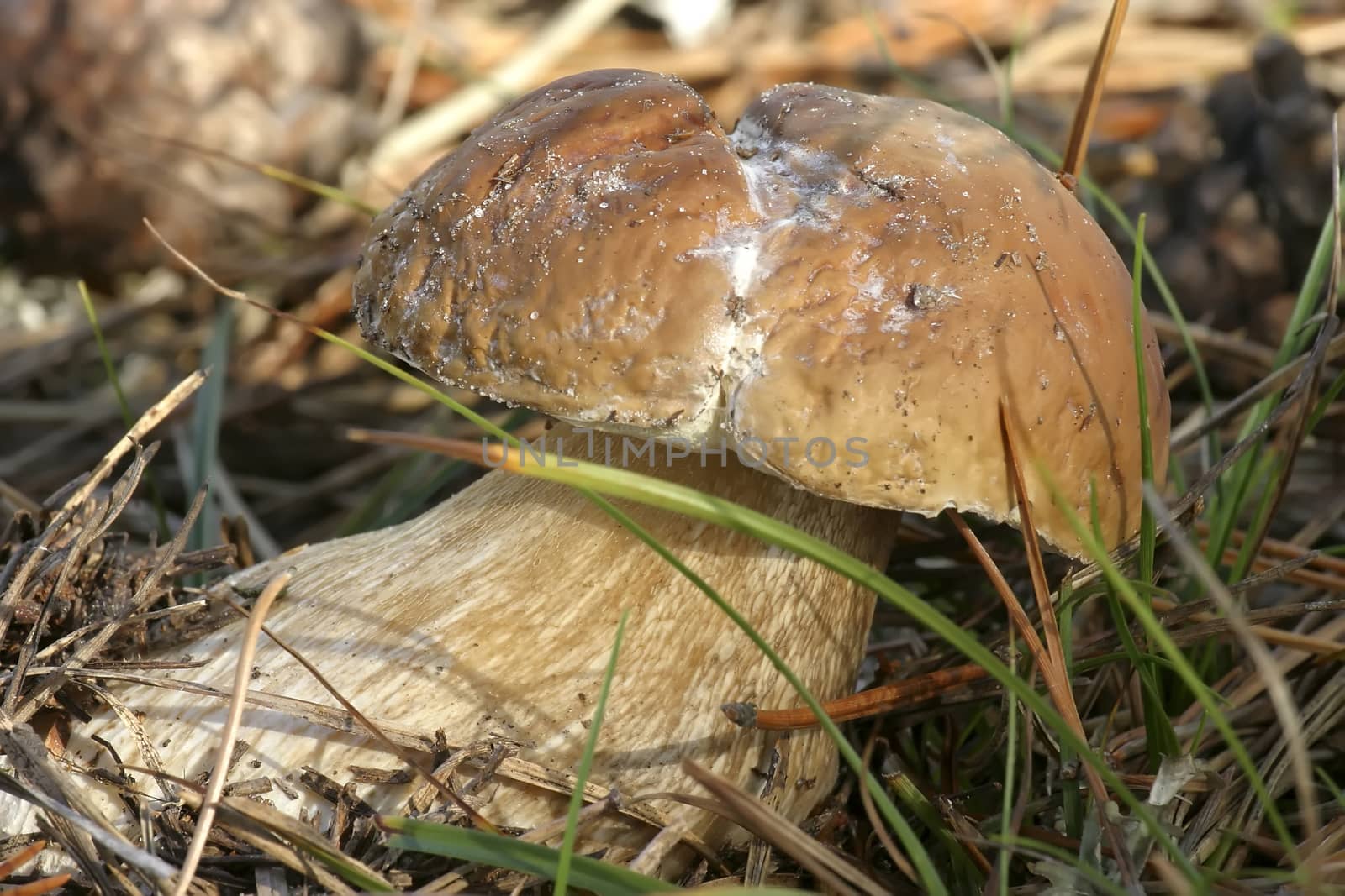big and very tasty forest mushroom (Boletus edulis)