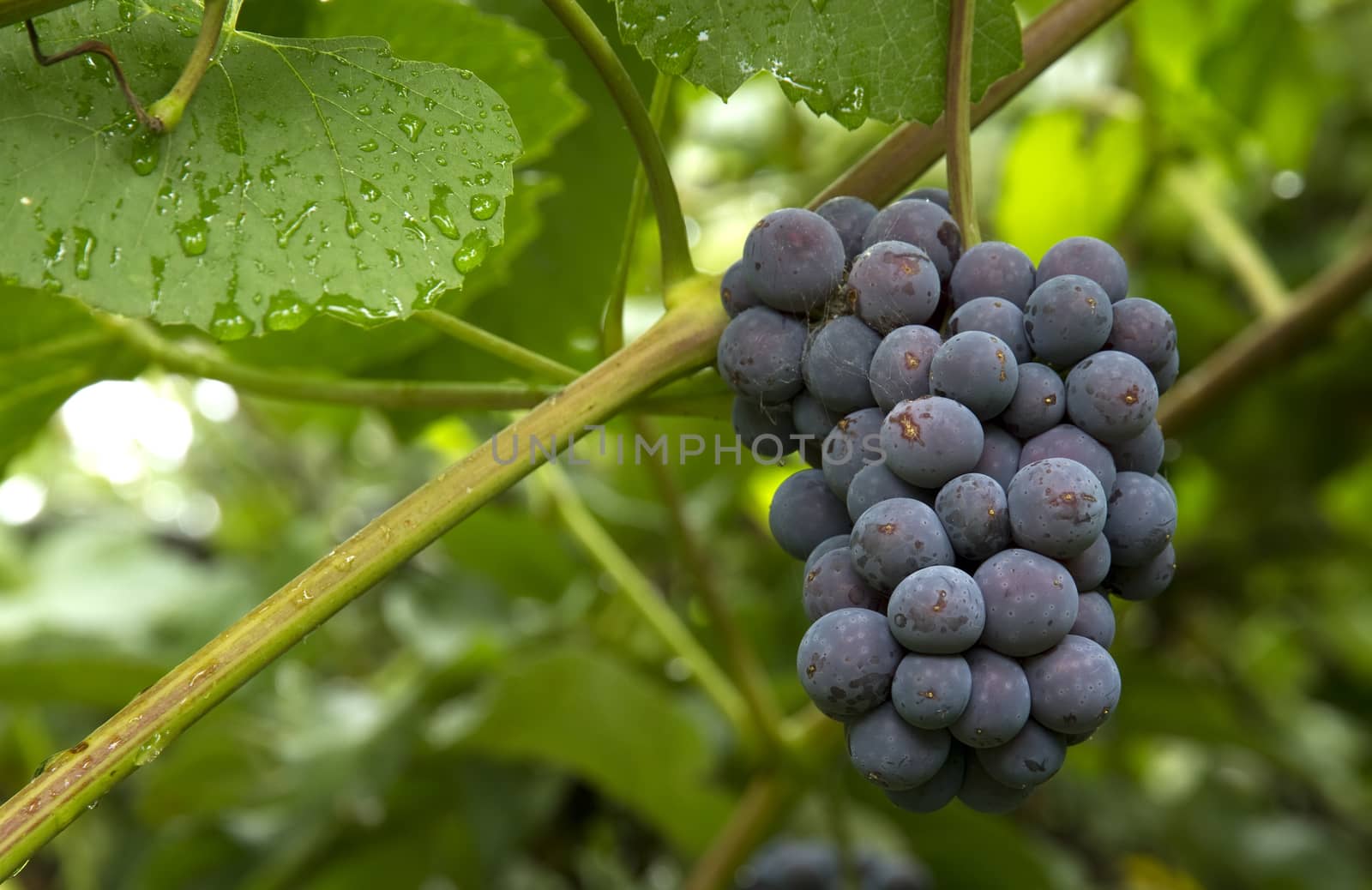 bunch of red grapes with leaves