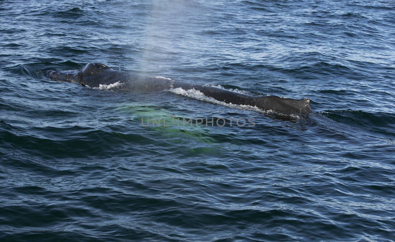 Humpback whale in the Atlantic ocean. Iceland.