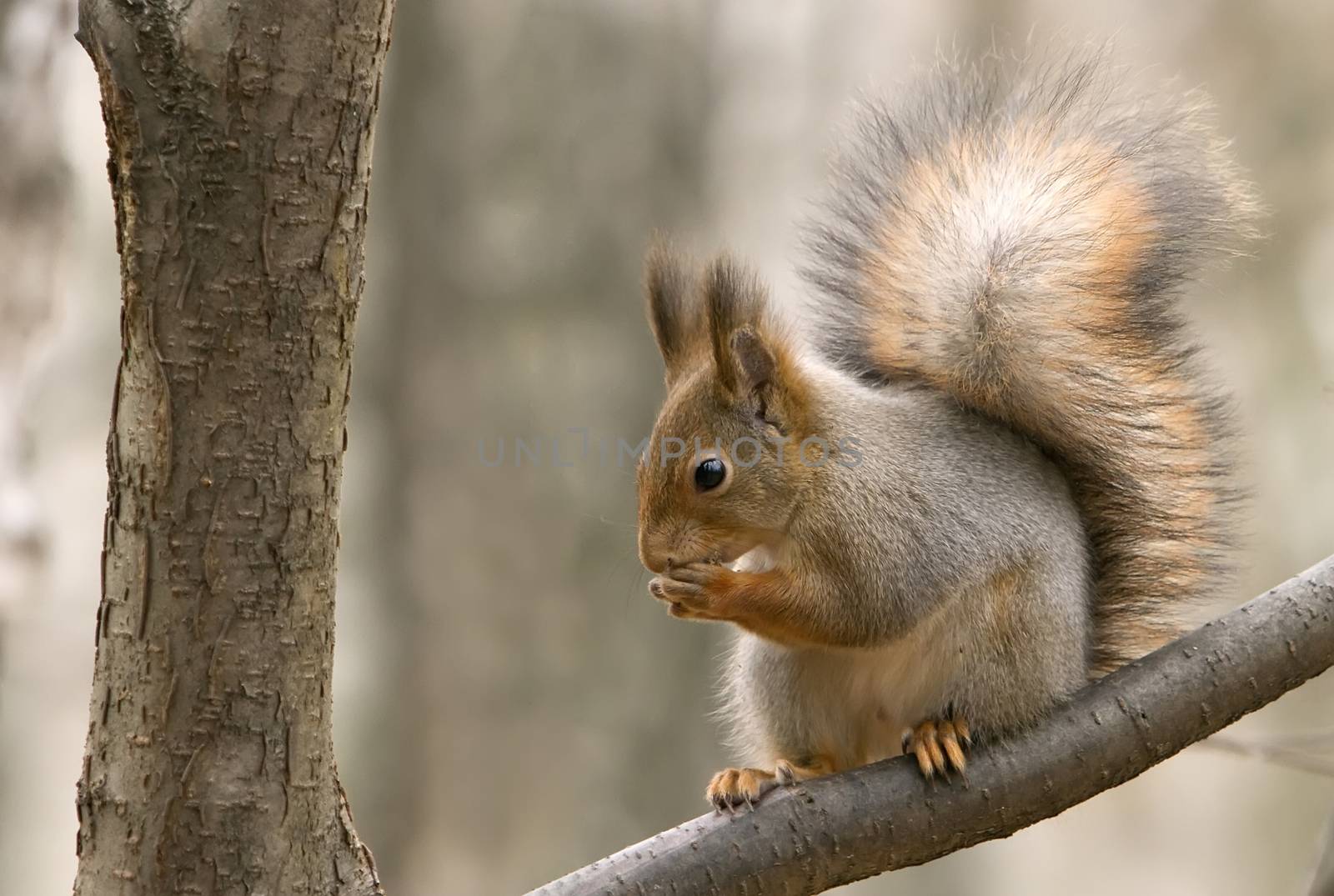 squirrel  sits on a tree branch