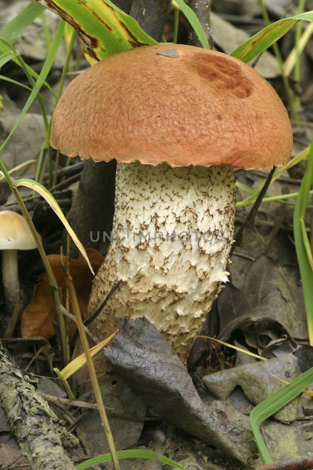 forest mushrooms (Boletus aurantiacus)