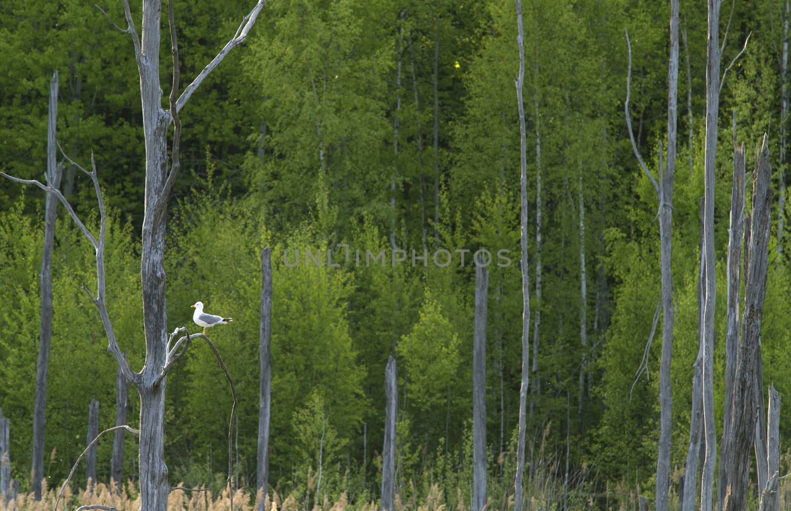 Spring forest and dry trees on foreground. Seagull on a tree branch.