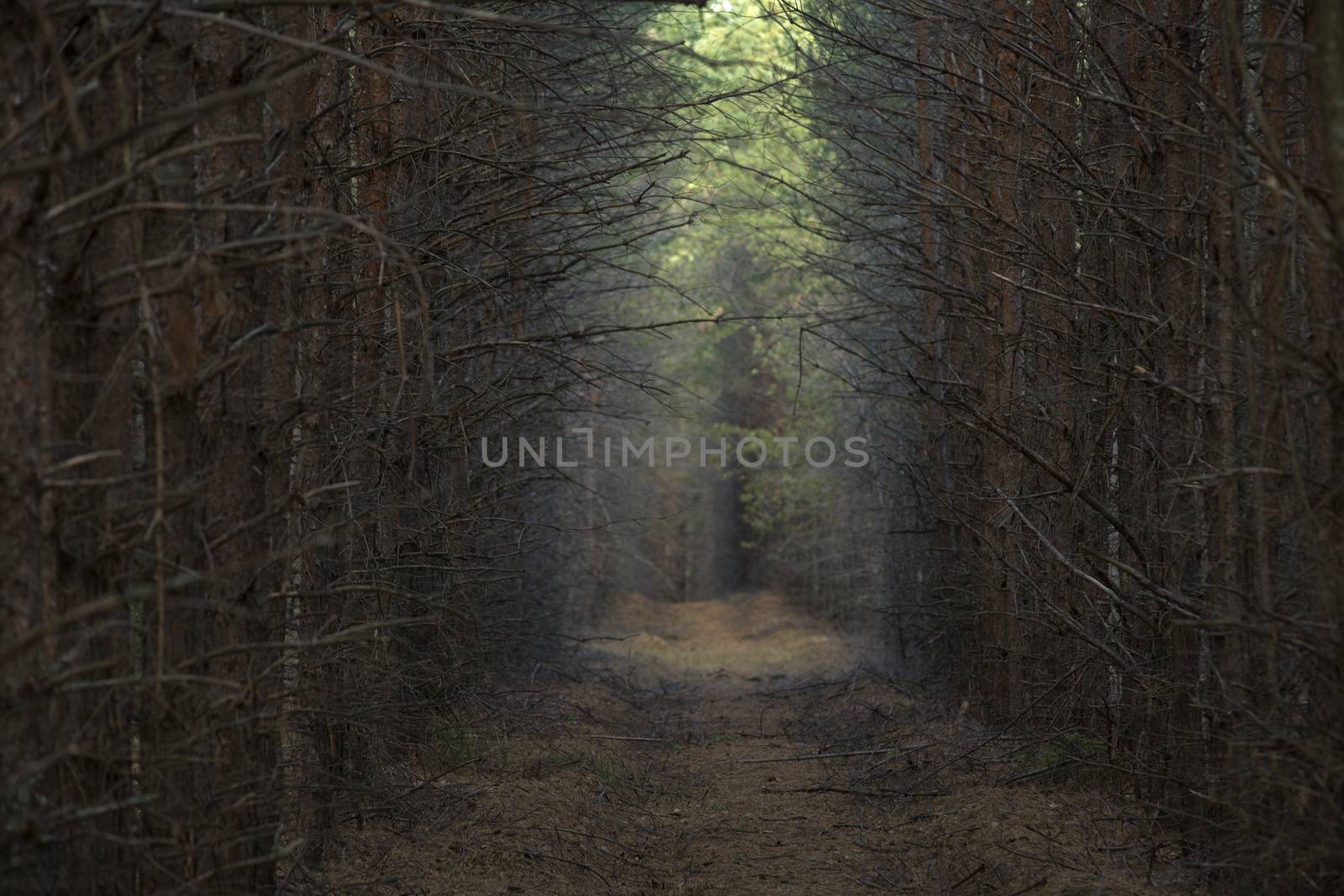 Pine Trees Planted in a Row