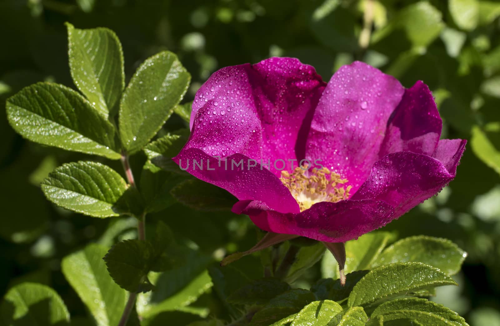 Branch of Briar With Flower and Water Drops After Rain