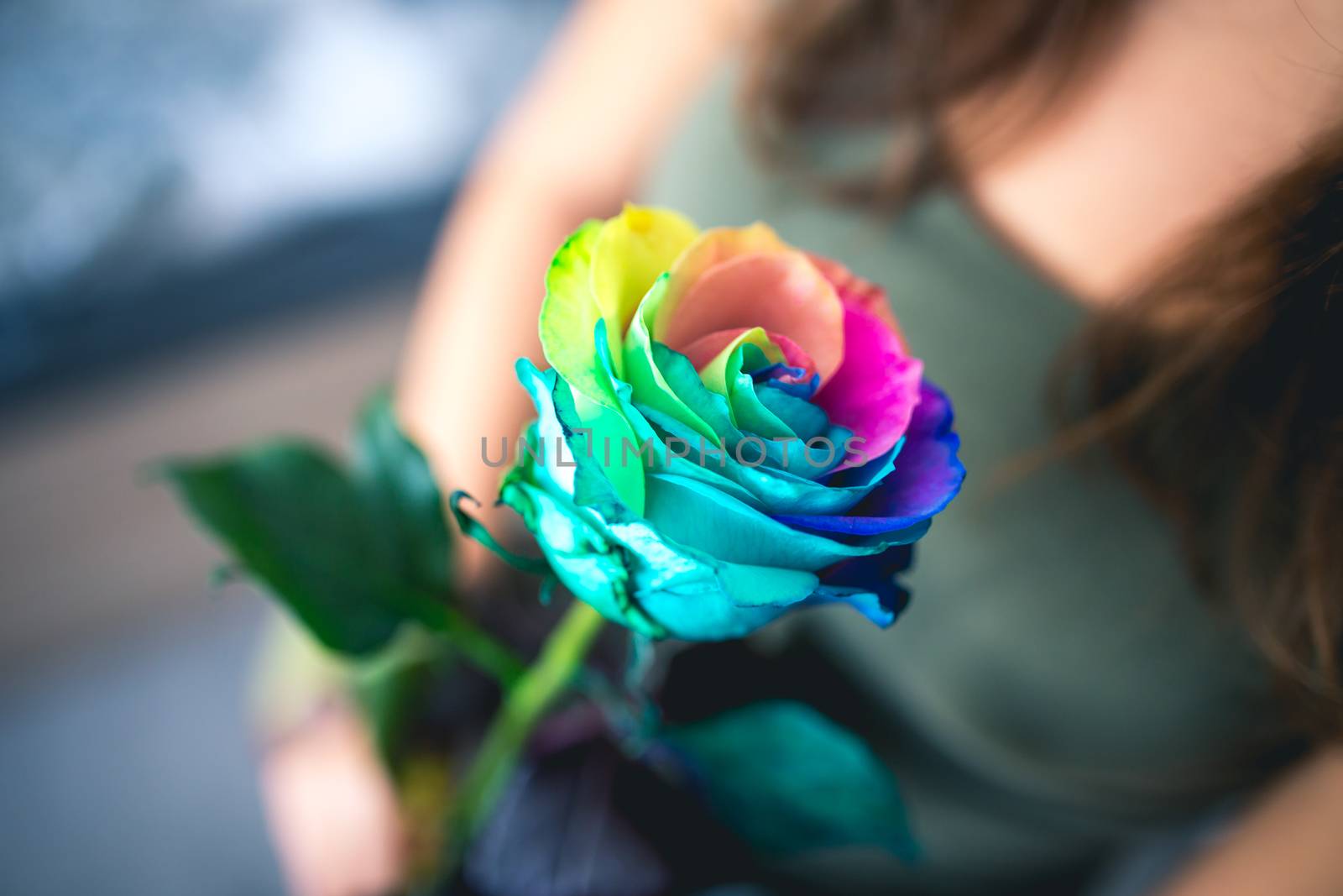 Woman holding rainbow rose flower, closeup