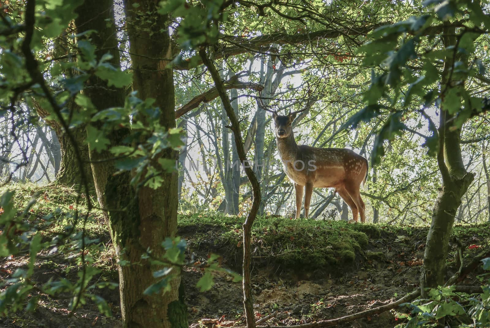 young shy deer in the forest in holland in october