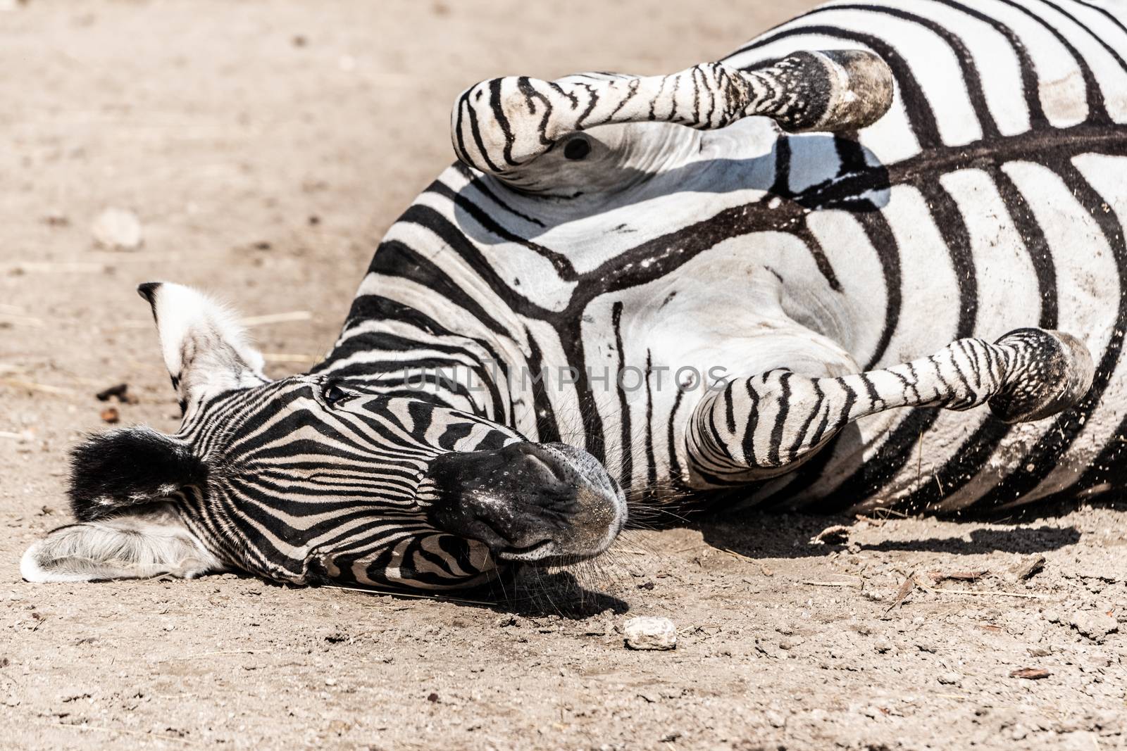 Zebra wallowing on the dusty ground. Funny animal. Africa.