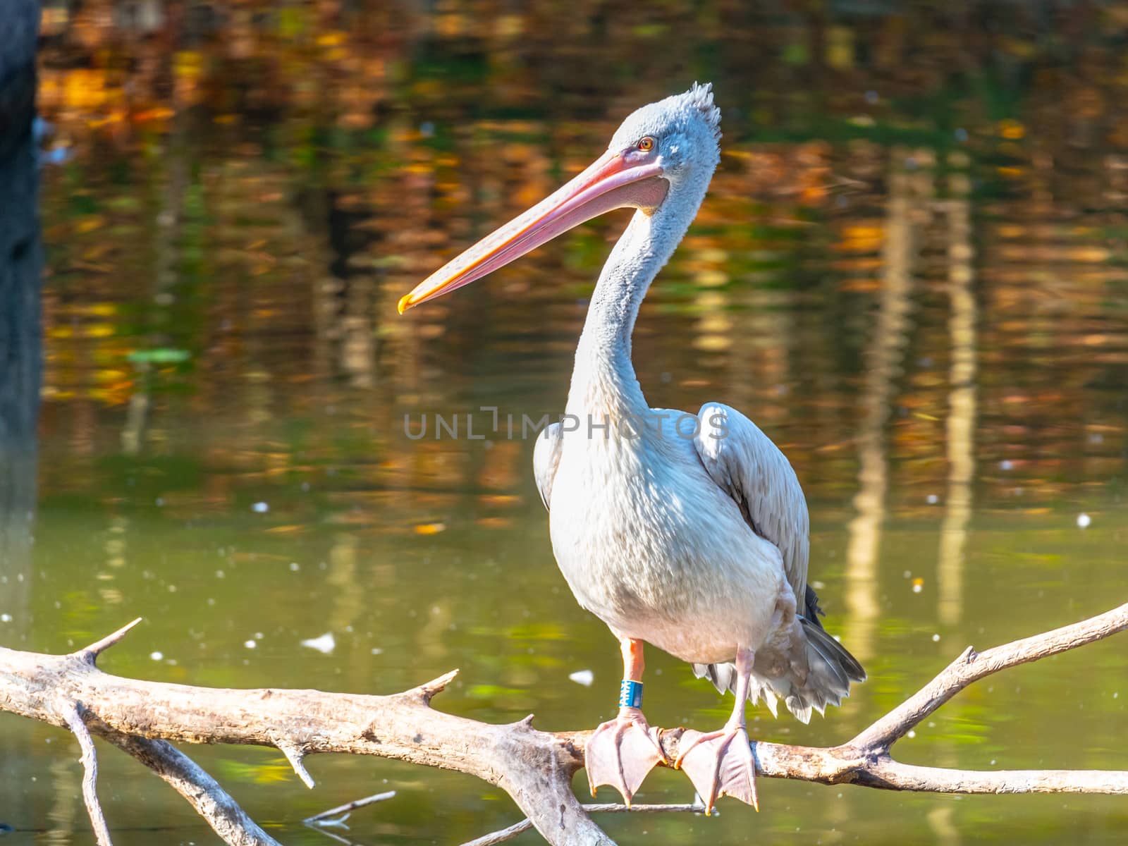 Pelican sitting on a branch above water.