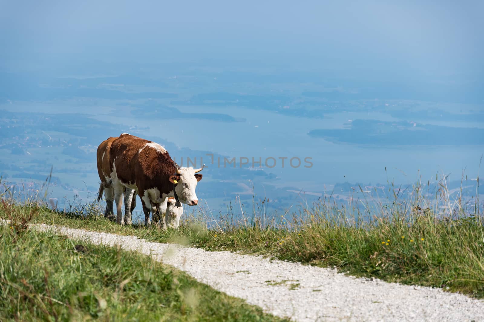 Cow Kampenwand in Bavaria Alps in Summer