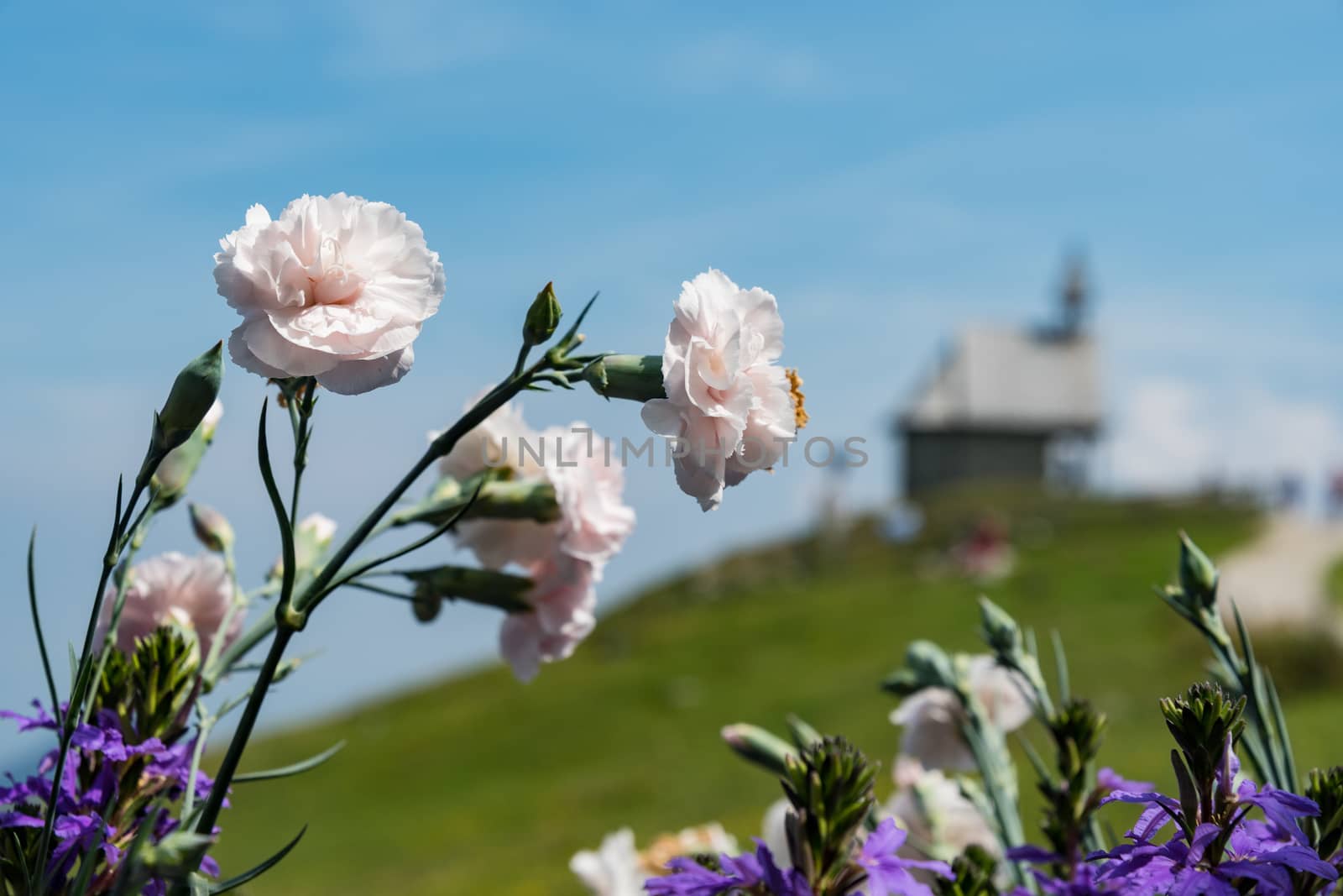 Flowers on Kampenwand in Bavaria Alps in Summer