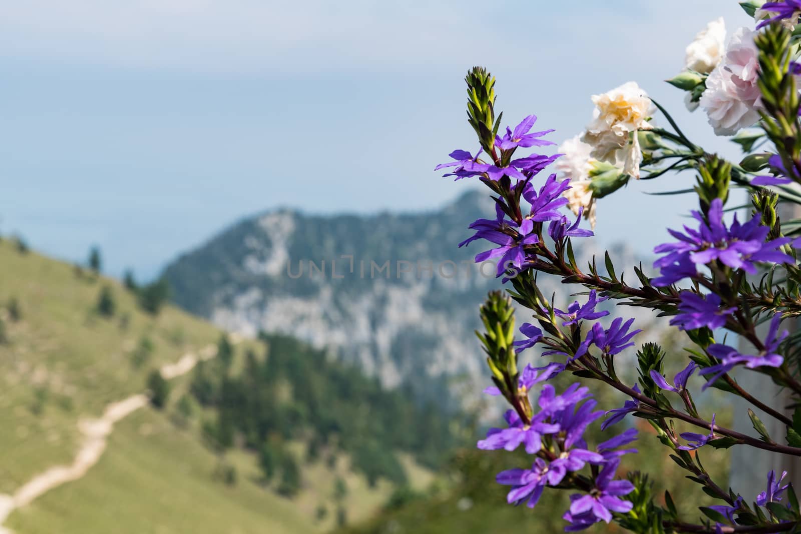 Flowers on Kampenwand in Bavaria Alps in Summer