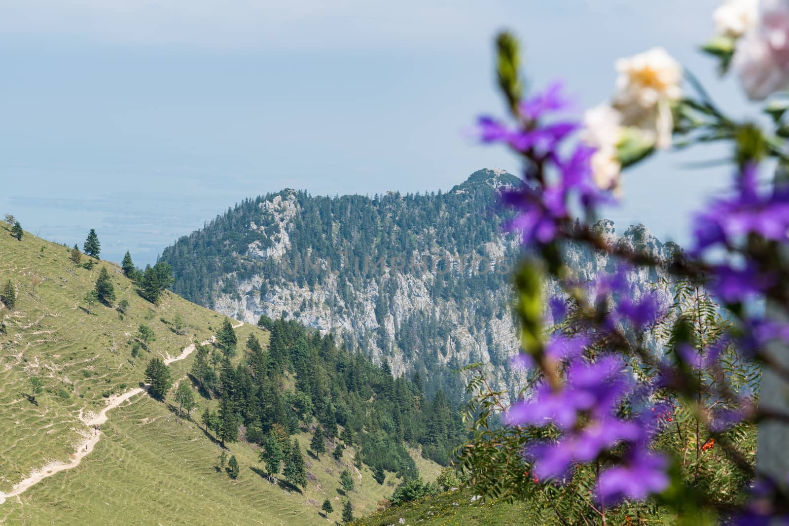 Flowers on Kampenwand in Bavaria Alps in Summer