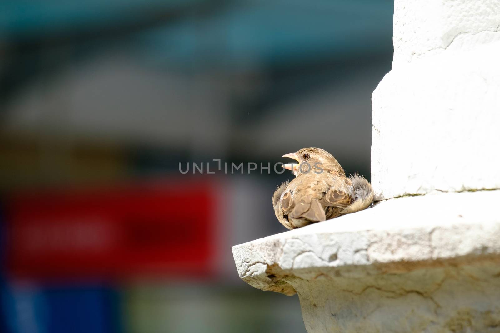 Bird in the city Bern in Swiss