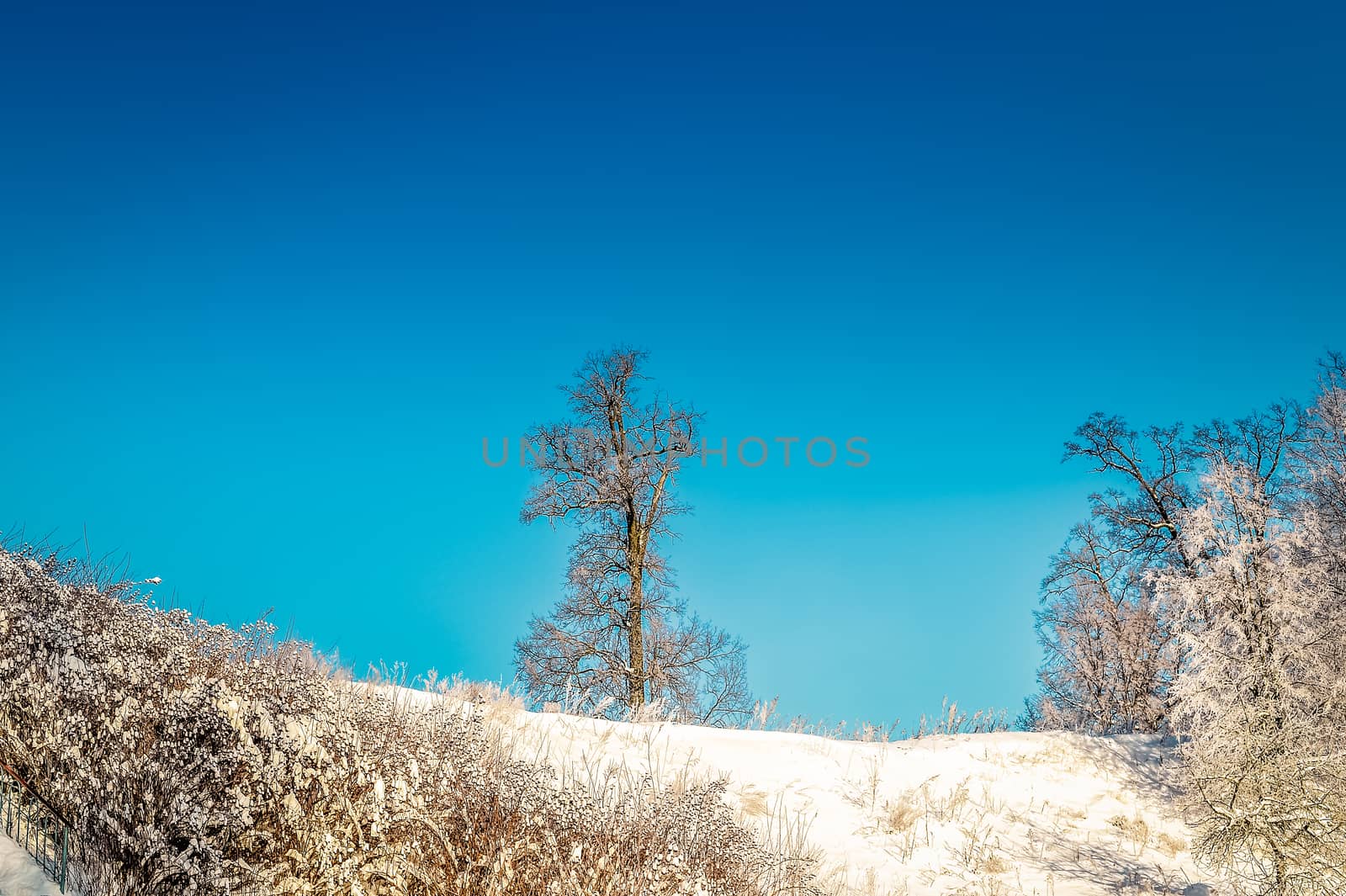 Bright winter landscape with trees in the forest at sunrise.