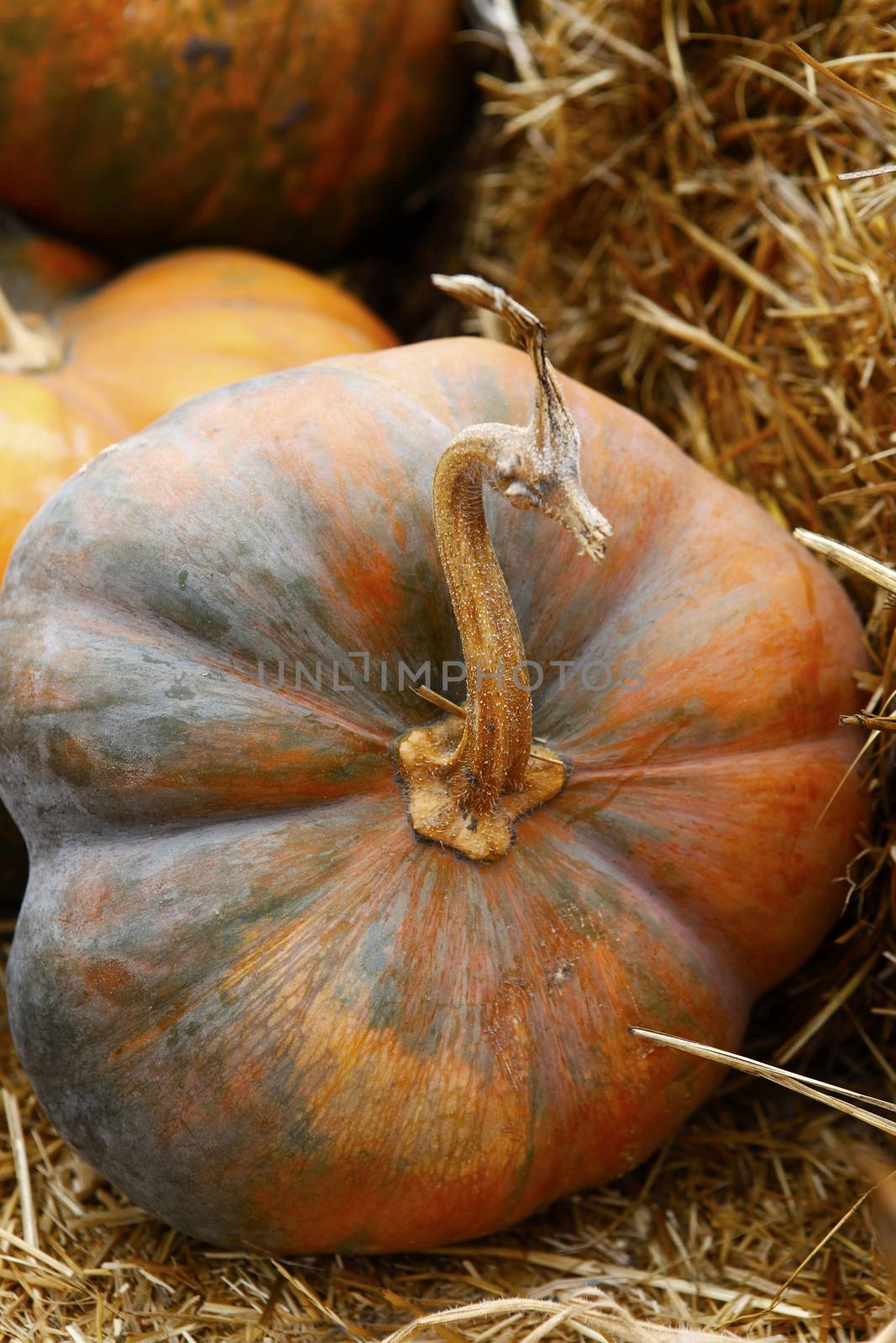 Fair of a pumpkins in California by friday